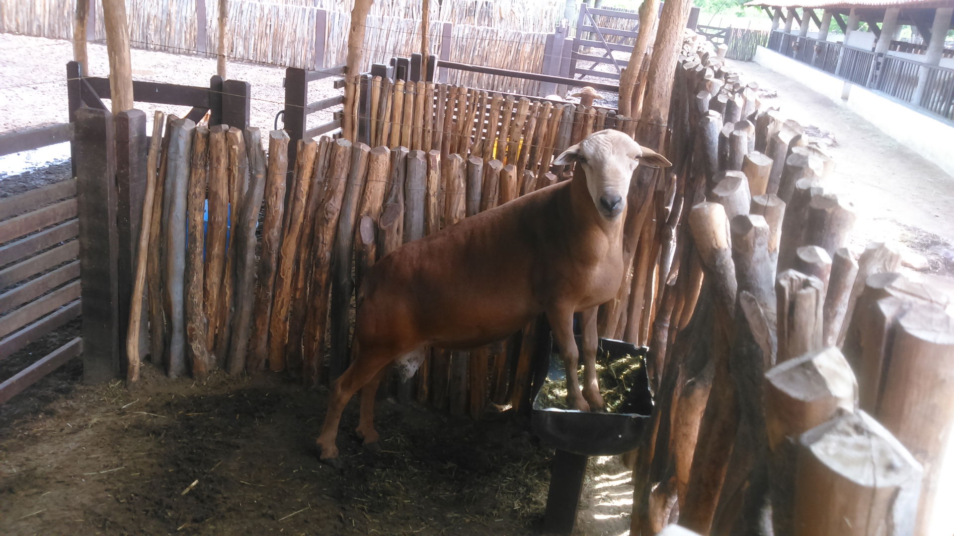 Sheep breeder Morada Nova