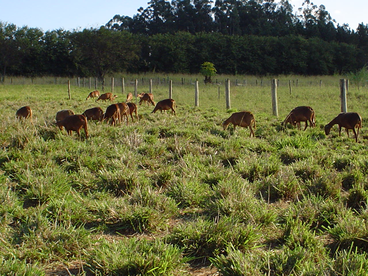 Morada Nova sheep in Brazil