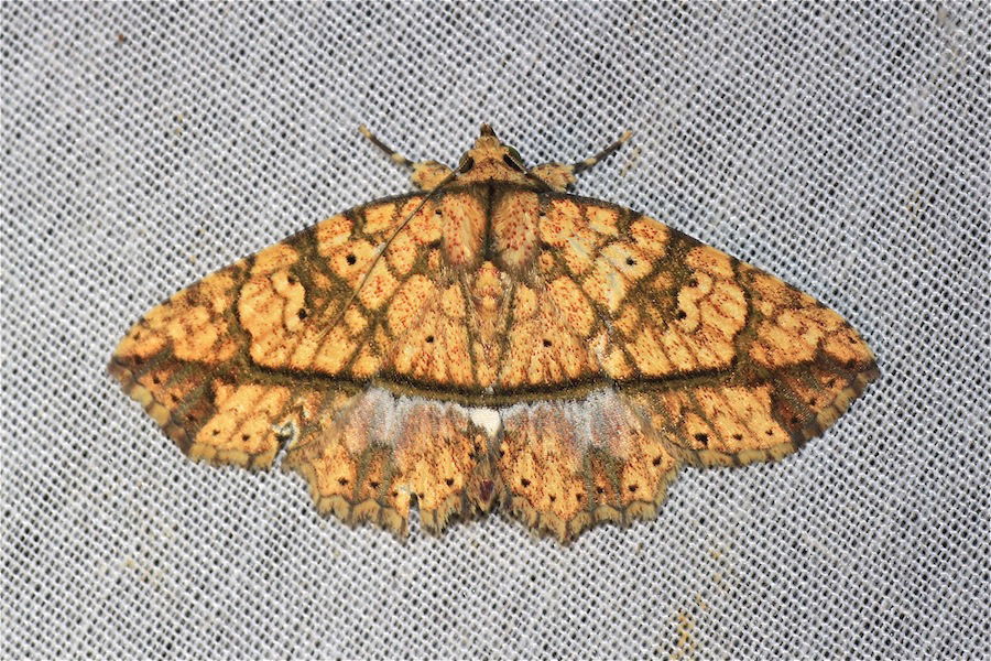 Tamba ochra. Borneo, Trusmadi area, lower montane dipterocarp f…