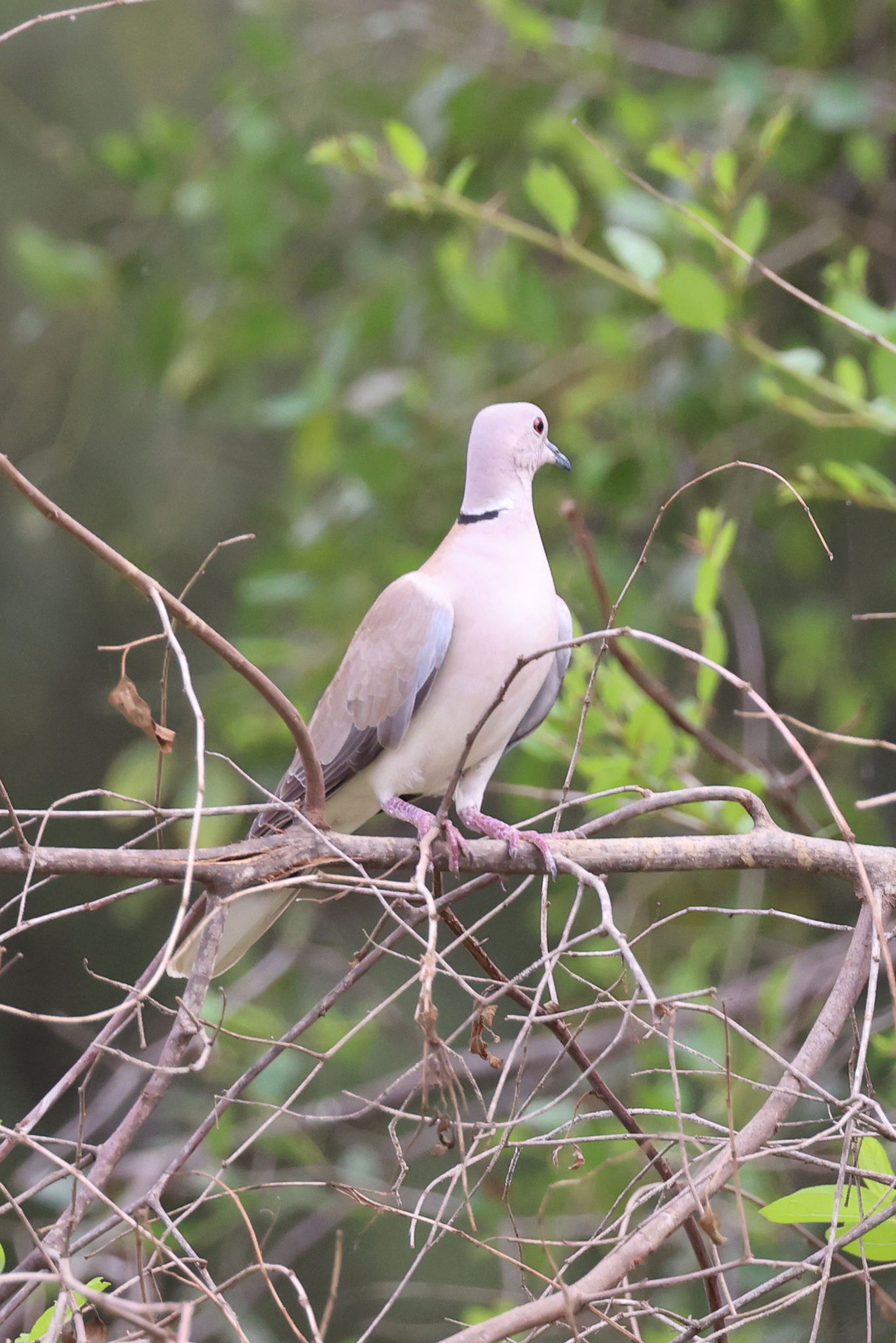 African Collared Dove Streptopelia roseogrisea, Sabya, Saudi Ar…