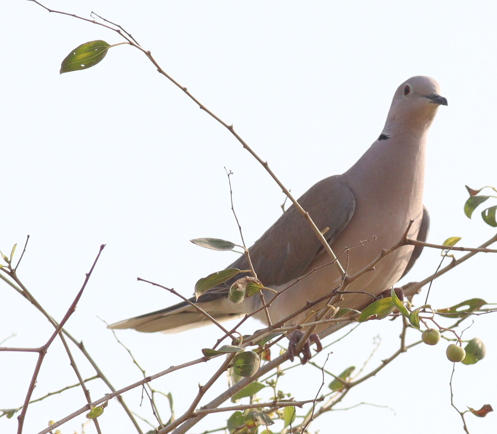 African Collared Dove Streptopelia roseogrisea, Sabya, Saudi Ar…