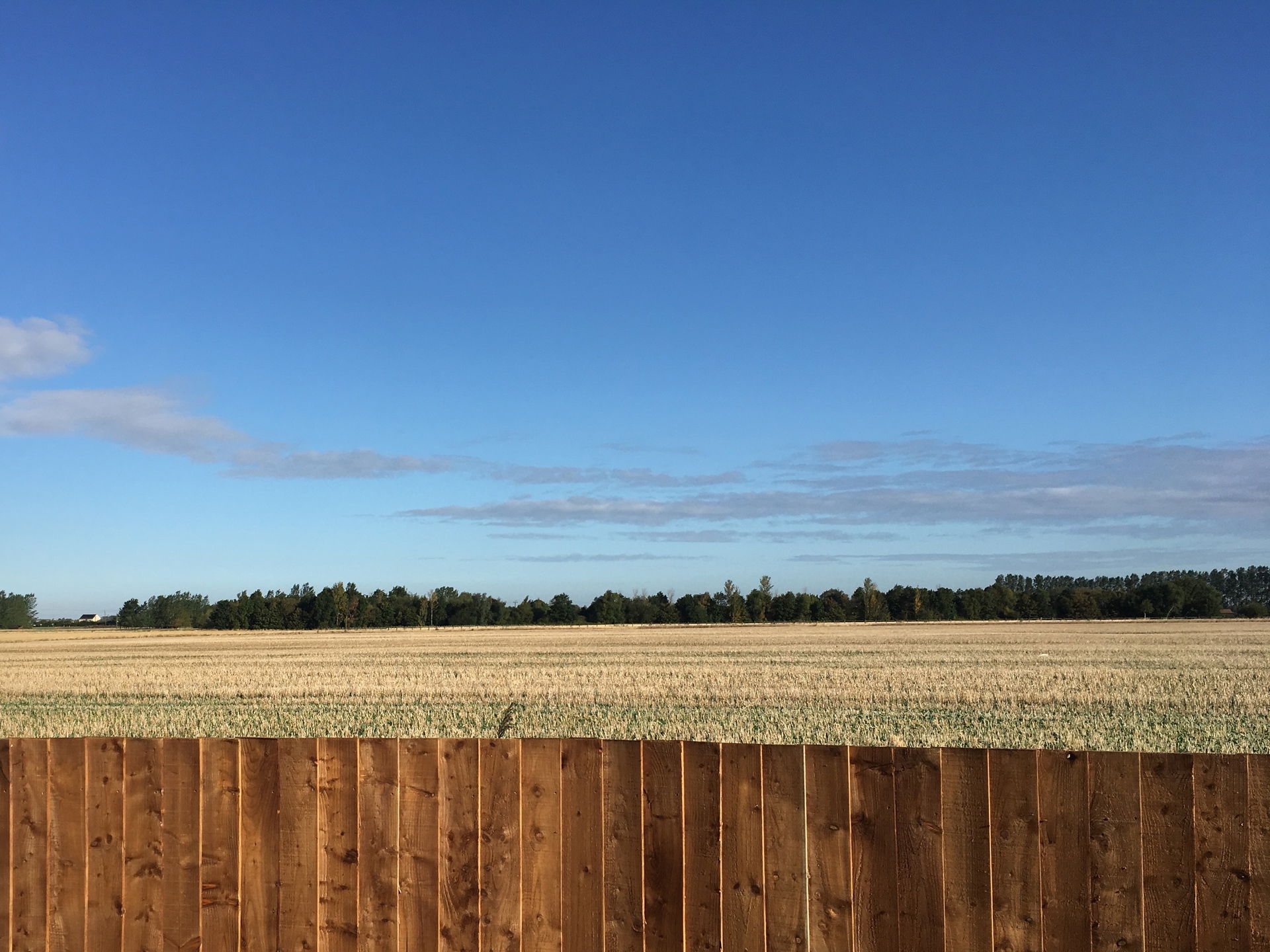 Farmland at Manea