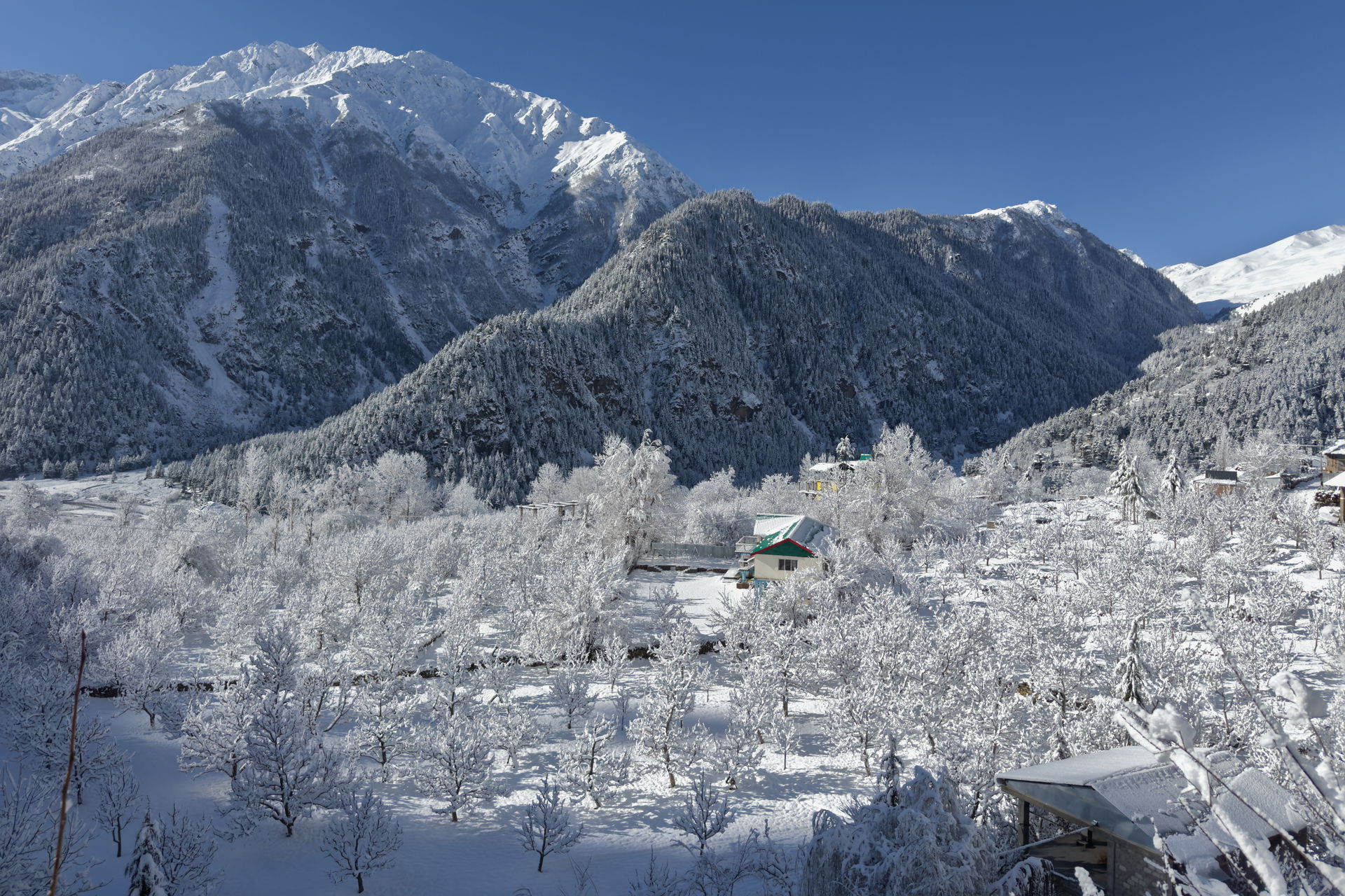 Apple and walnut orchards after a night of snowfall in Sangla i…