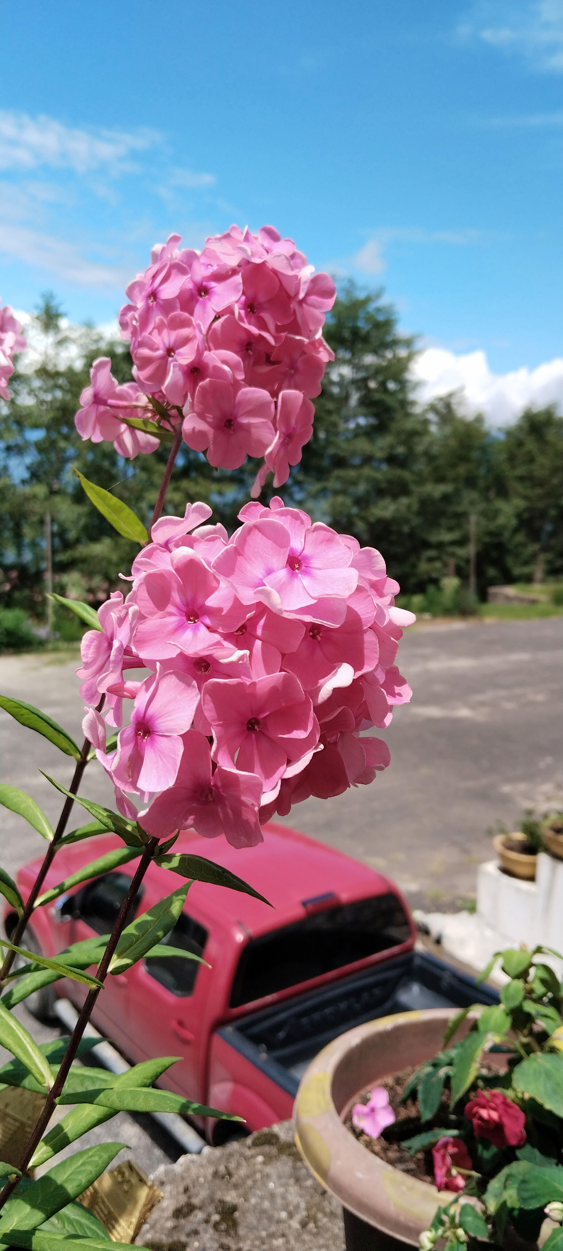 addded a flower