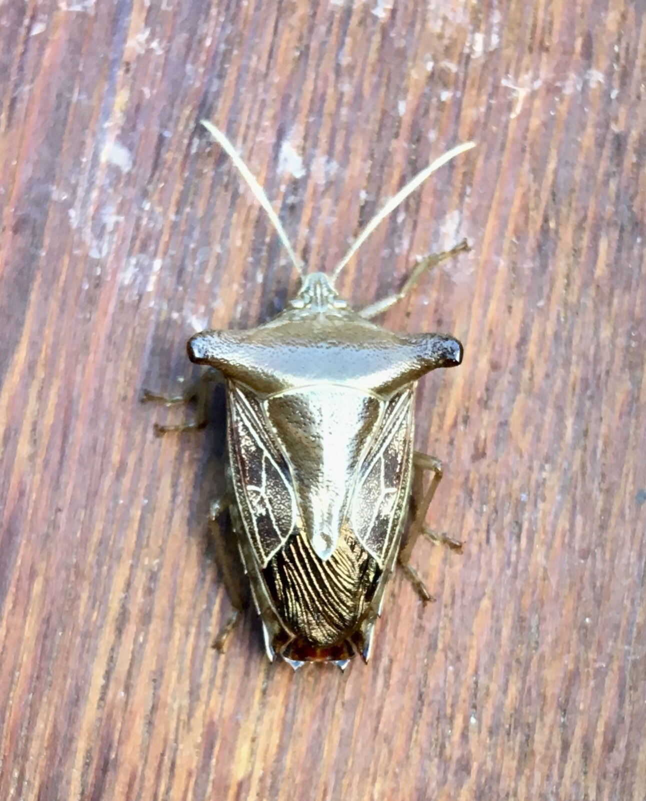 Edessa leucogramma. Species of insect.