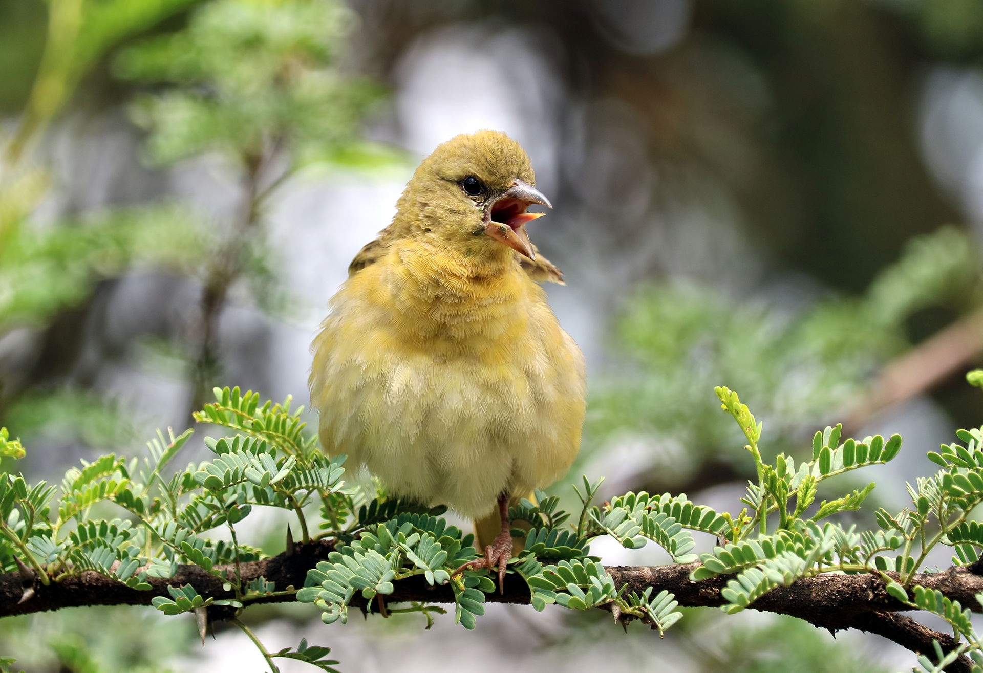 Female Southern Masked Weaver (Ploceus velatus) with tongue out…