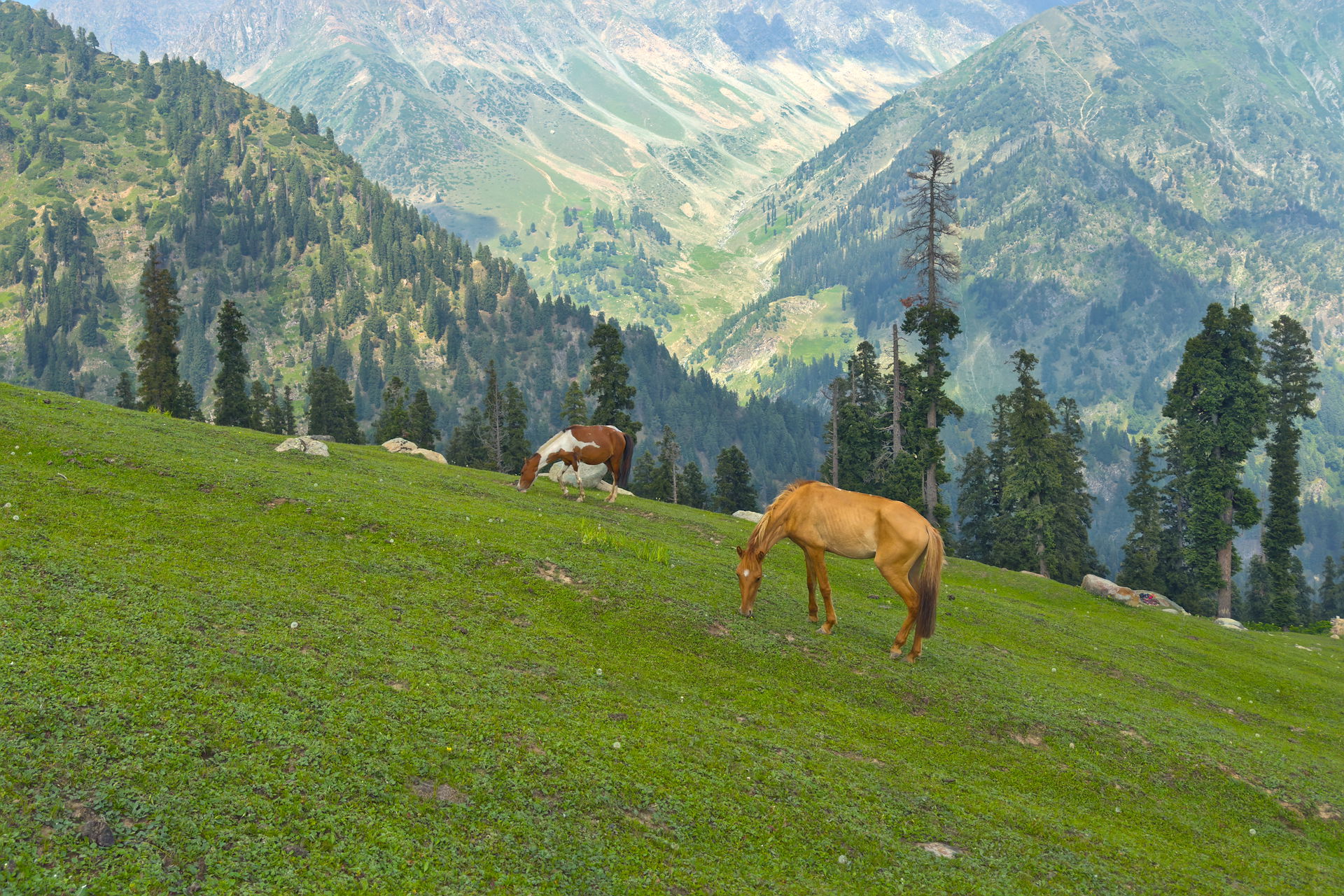 Horses grazing at Trunkol meadow on the way to the Gangabal lak…