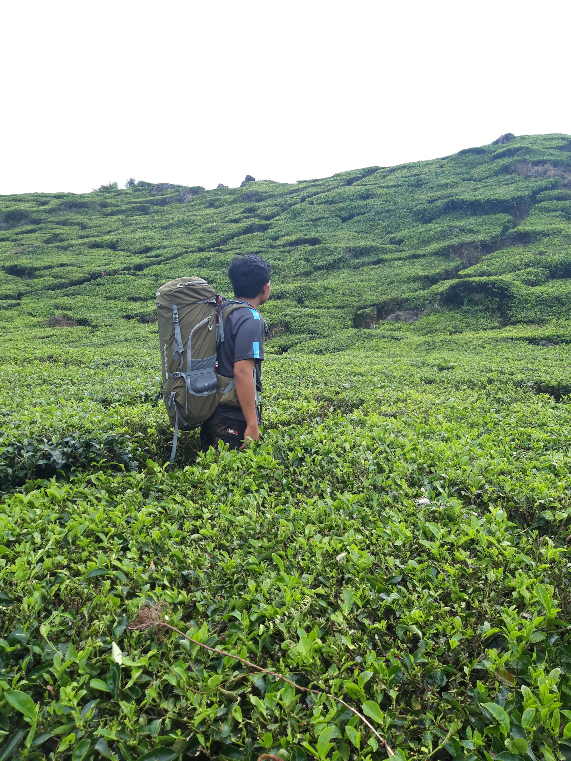Indahnya pemandangan perkebunan teh