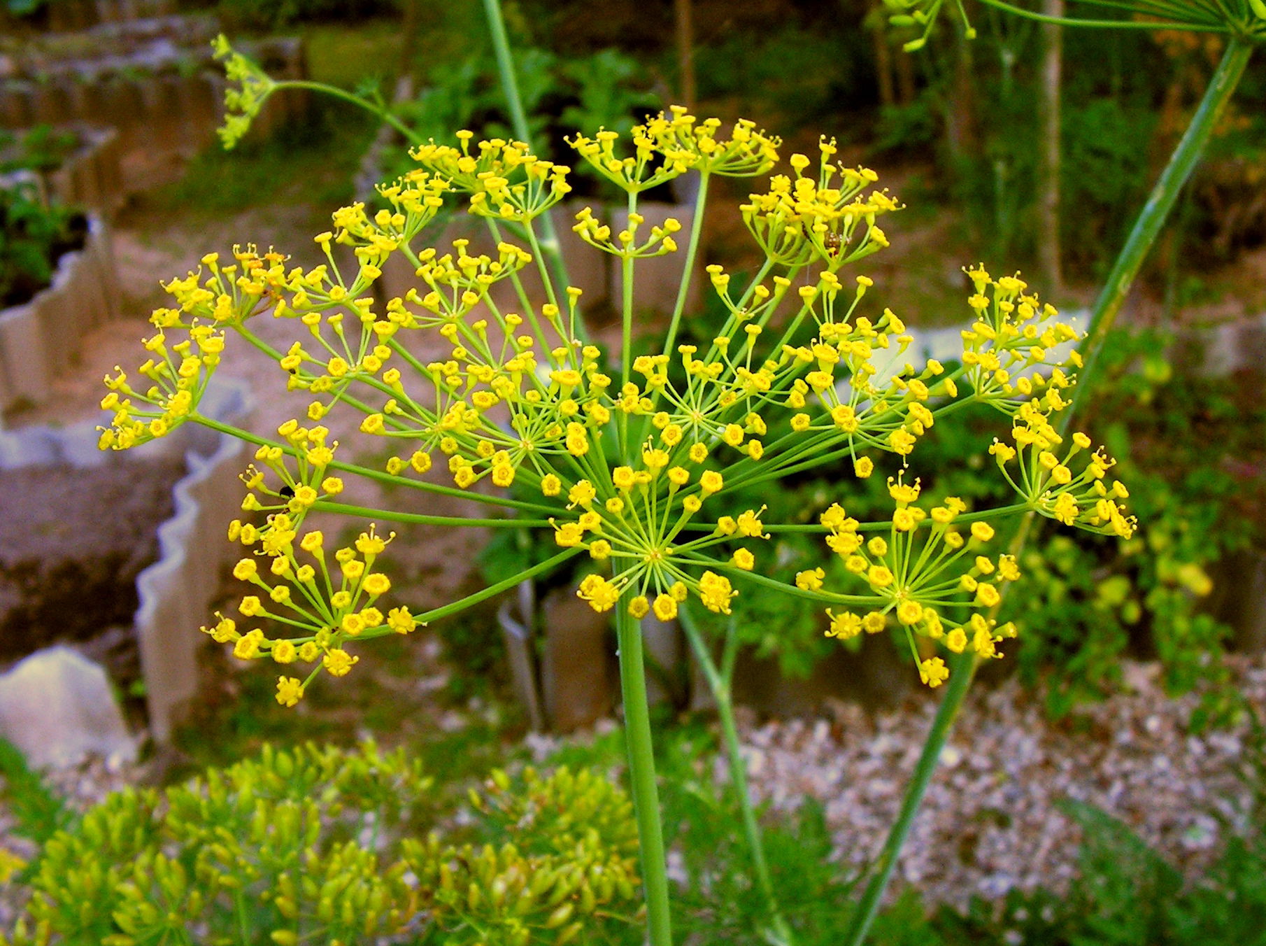 Inflorescence of Dill. Moscow region, Russia.