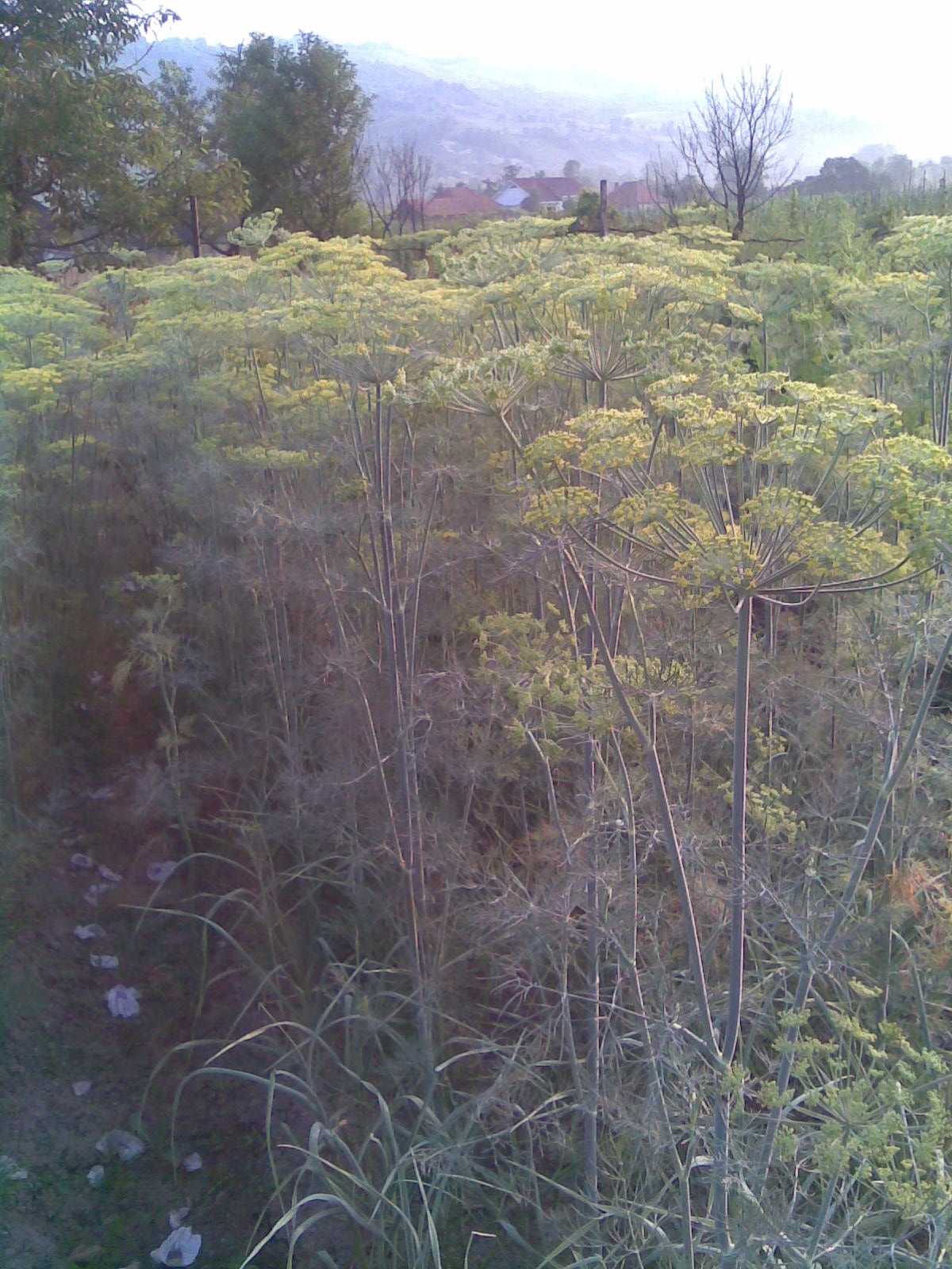 Dill (Anethum graveolens) in Lónyaytelep, Transylvania.