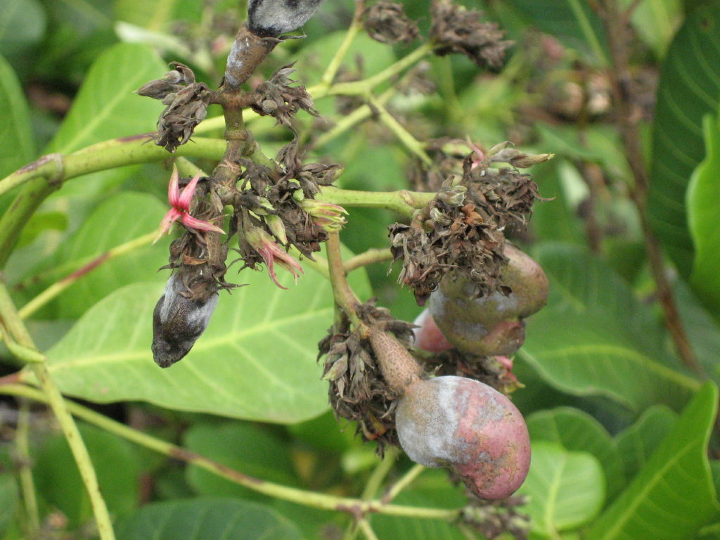 Cashew inflorescence with fungus disease in Namialo, Nampula pr…