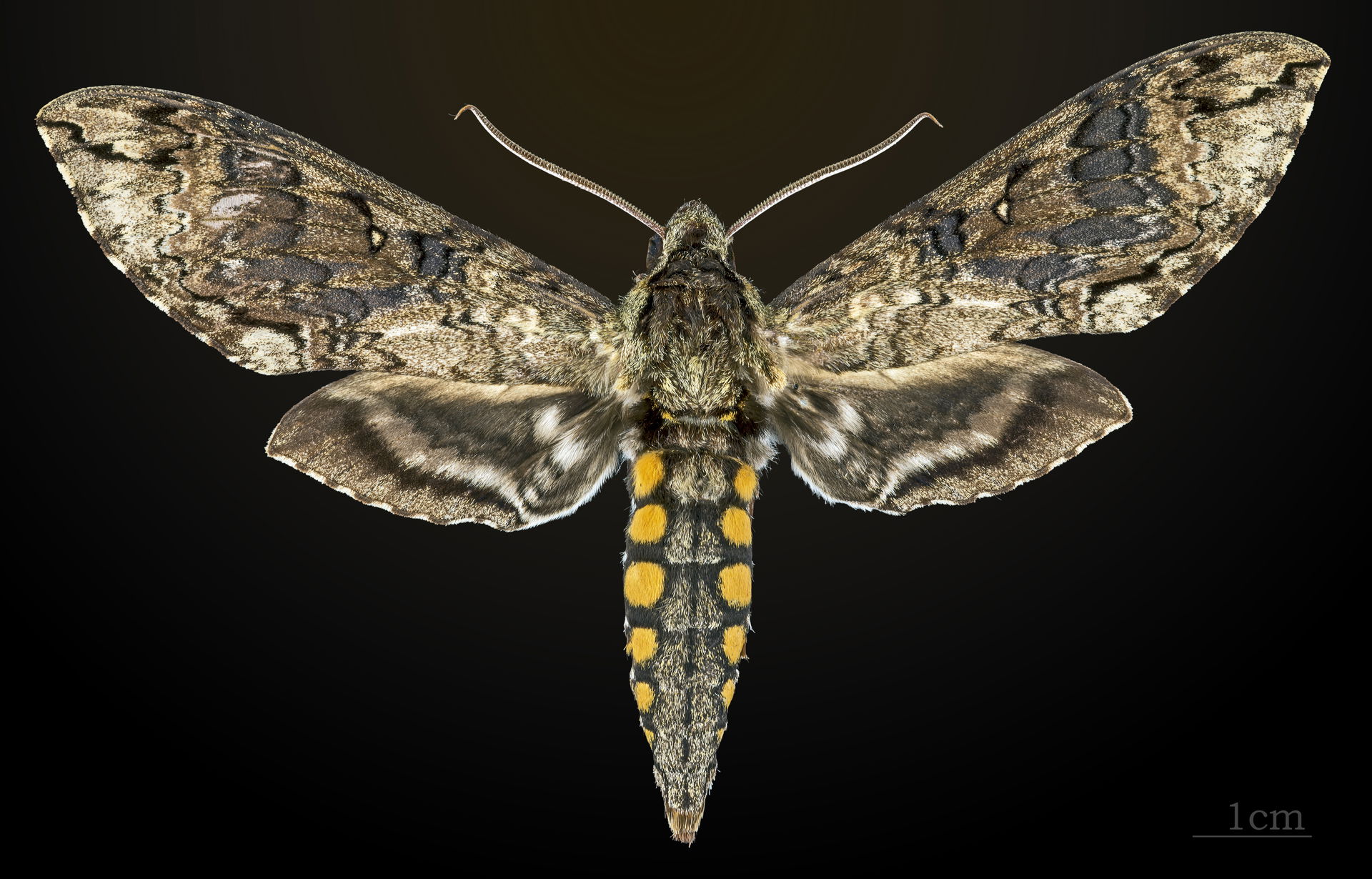 Manduca brasiliensis - Dorsal side