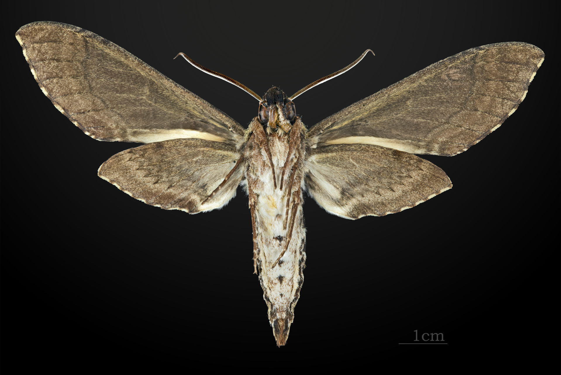 Manduca brasiliensis - △ Ventral side
Collection of the Mathema…