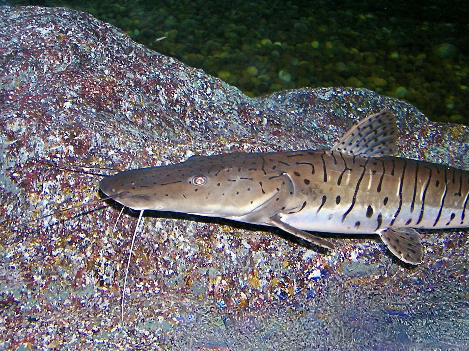 Pseudoplatystoma fasciatum BARRED SORUBIM. Sea Life Bangkok Oce…
