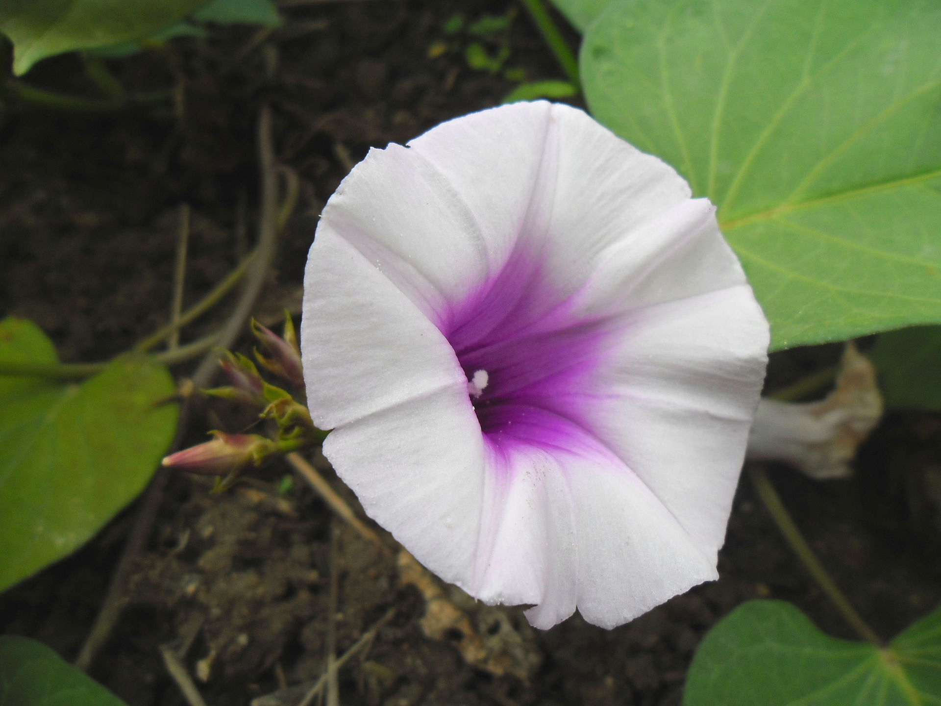 Earth100 captured this beautiful shot of Earth100's Purple Swee…