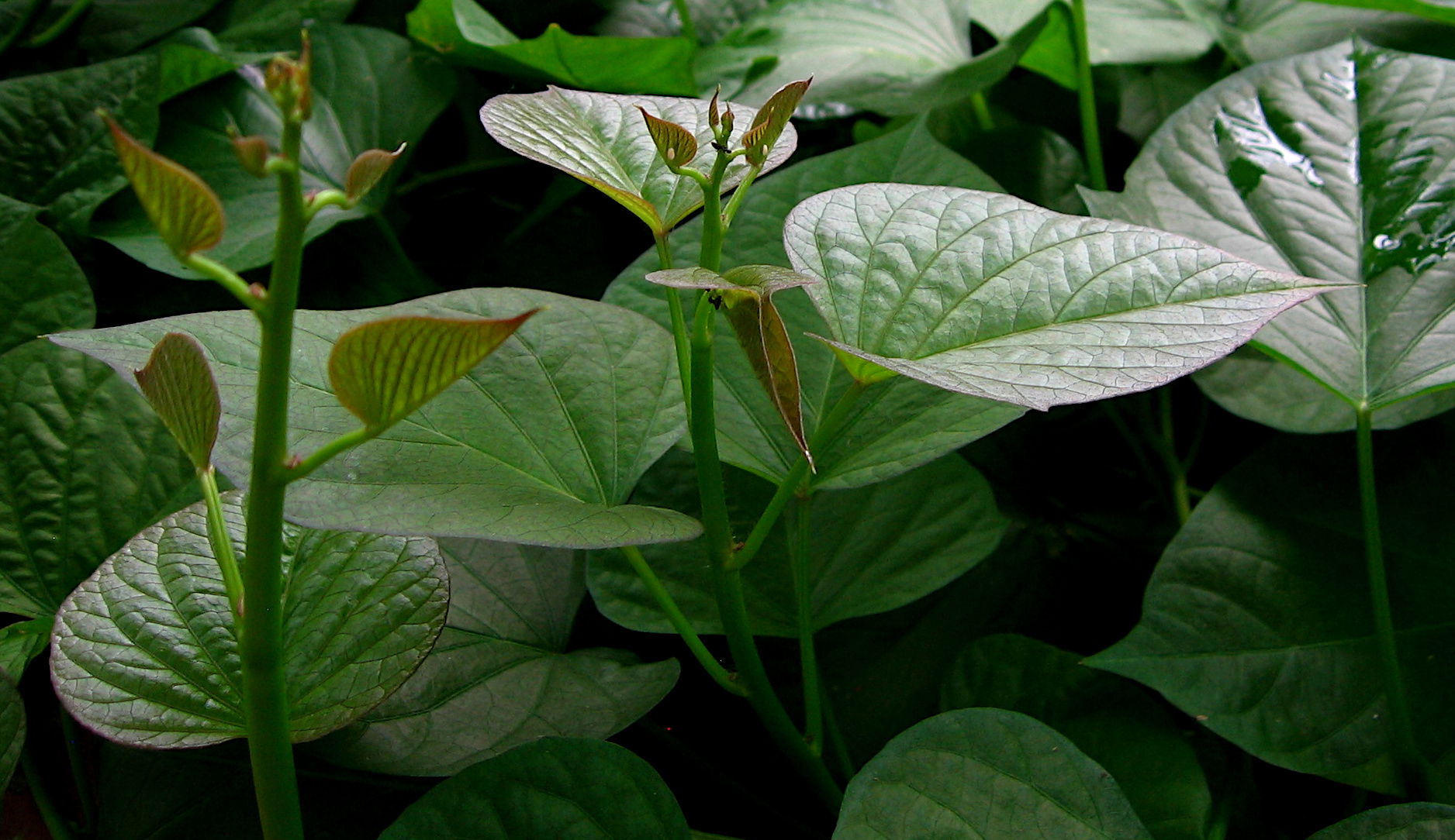 Foliage of sweet potato plant (Ipomoea batatas); botanic garden…