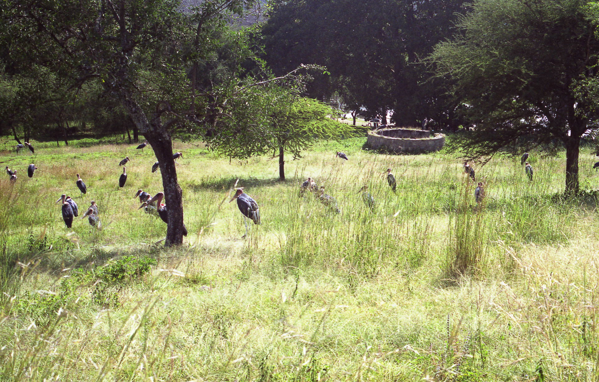 Near Wendo Genet