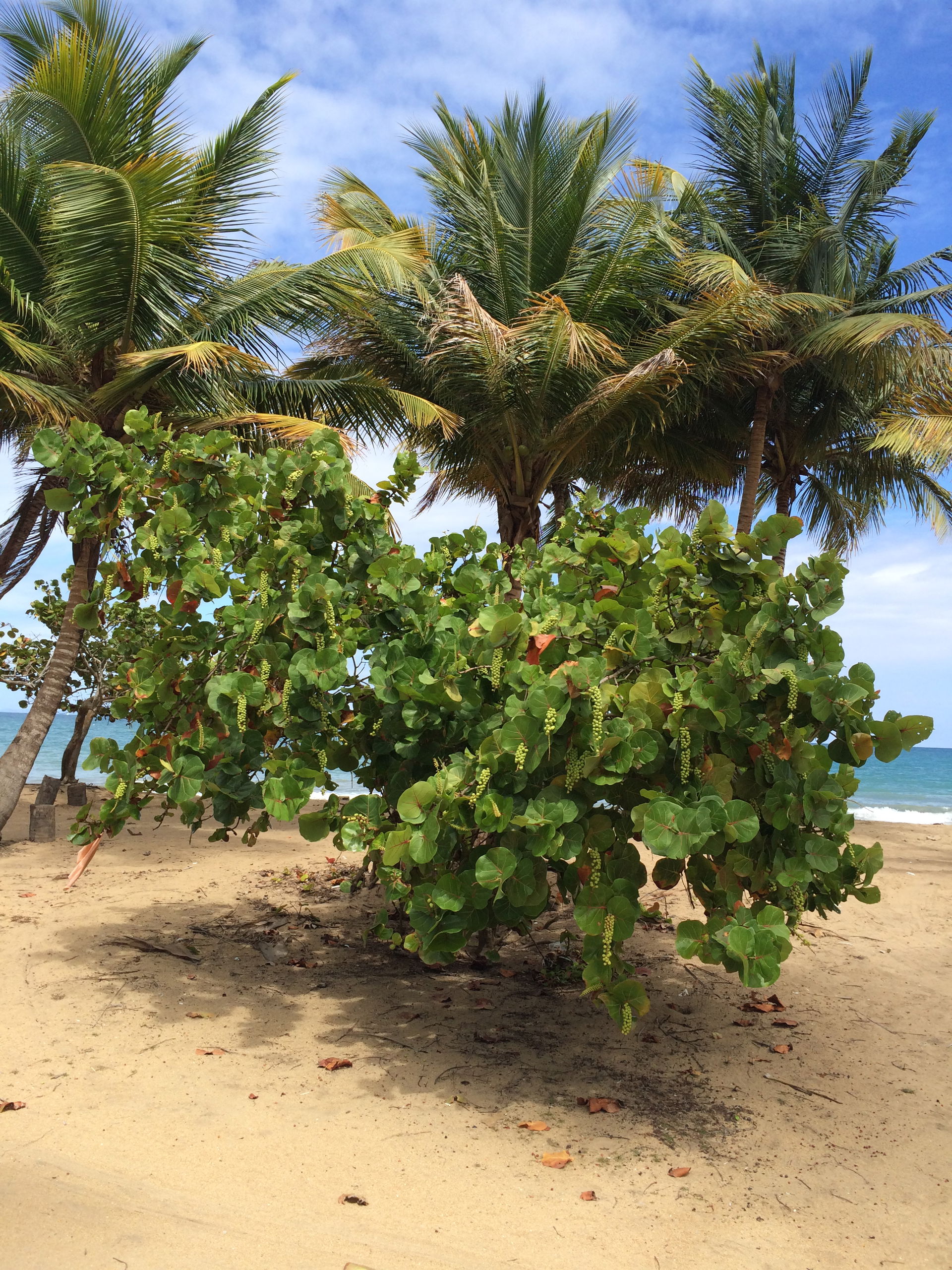 Seagrape (Coccoloba uvifera) shrub at Playa Lucia, Yabucoa, Pue…