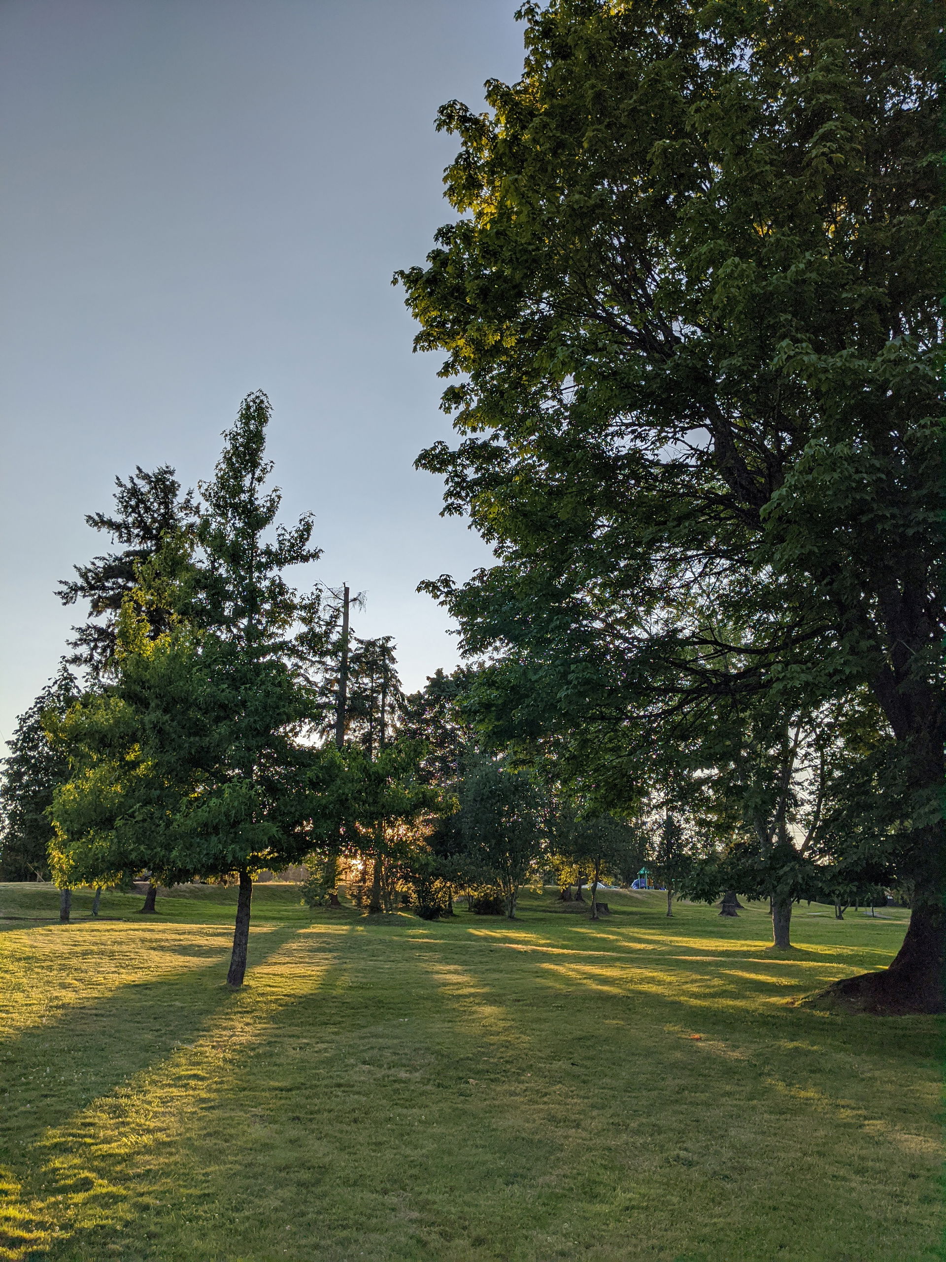 Trees in the sunset, at Brier Park, Brier, WA. July 2020.