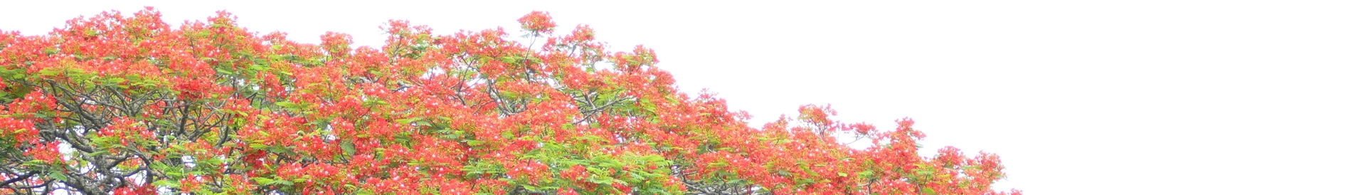 Eshowe, KwaZulu-Natal, SOUTH AFRICA