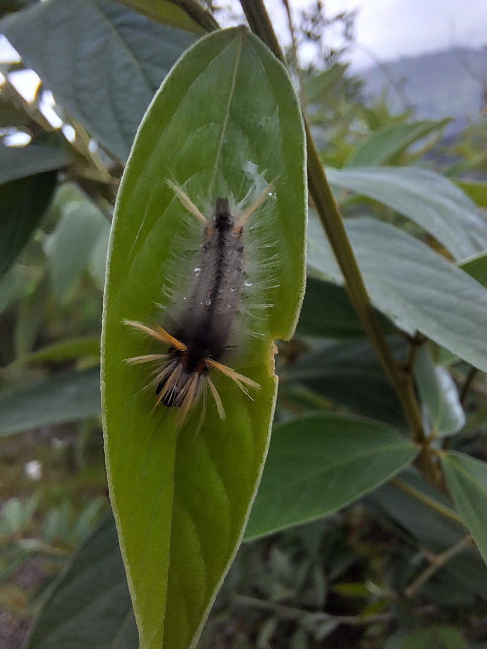 oruga extravagante sobre una hoja