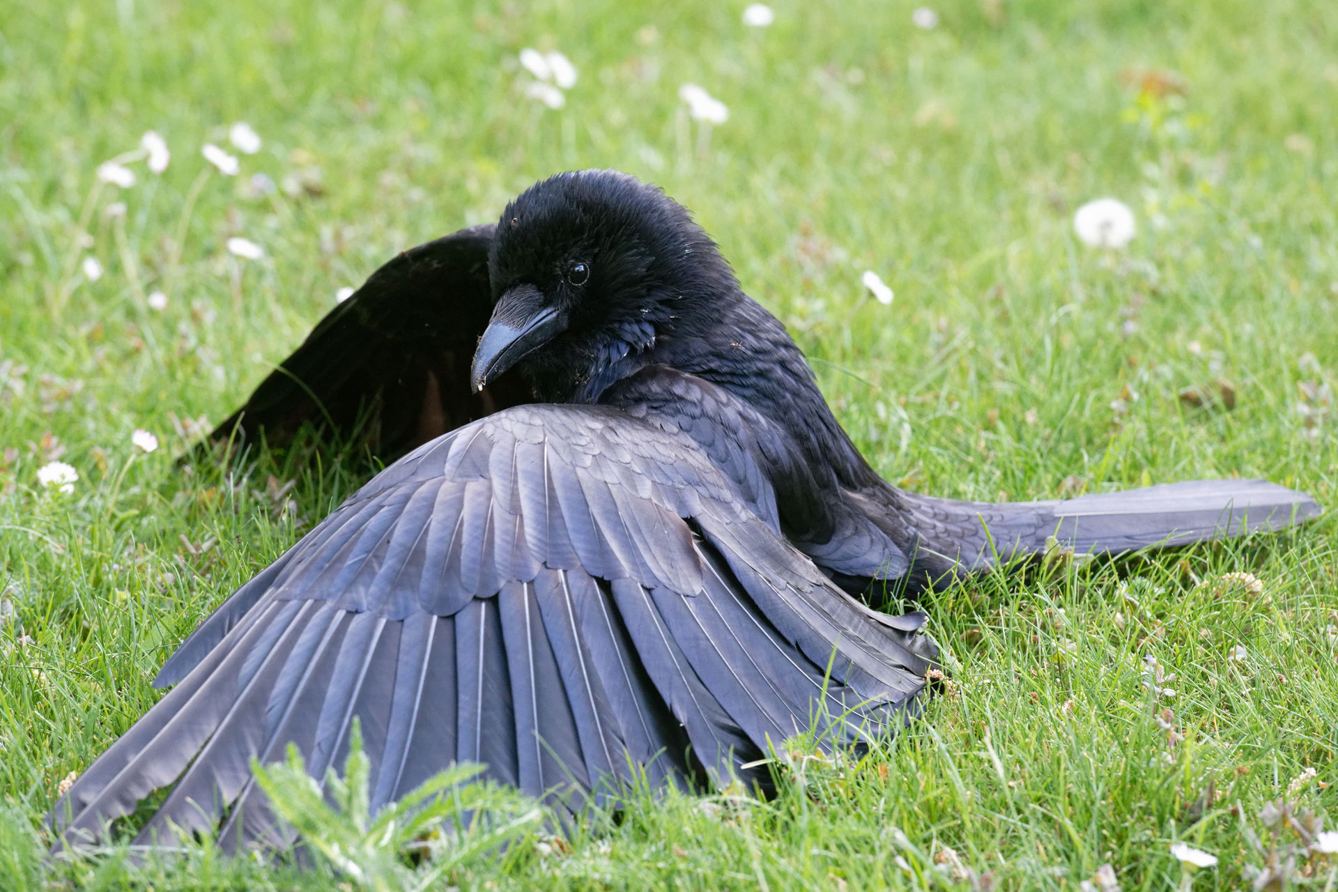 Alfred, an adult male Carrion Crow (Corvus corone), anting at t…