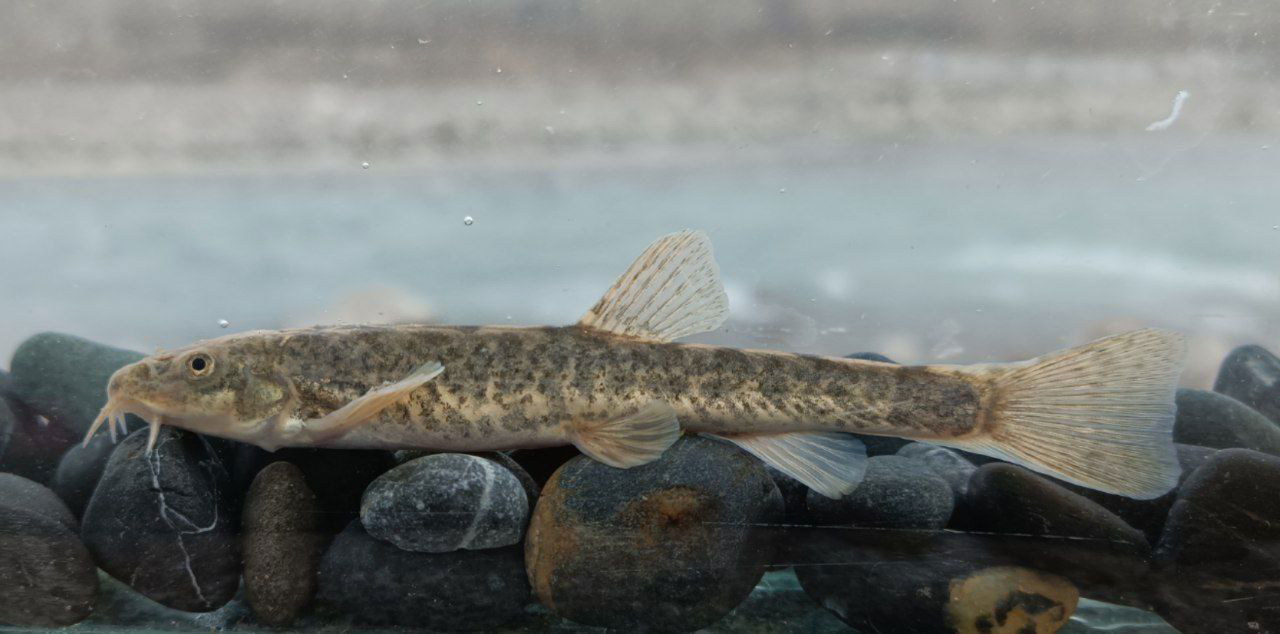 Paratype of the Sokh stone loach (Triplophysa daryoae) from the…