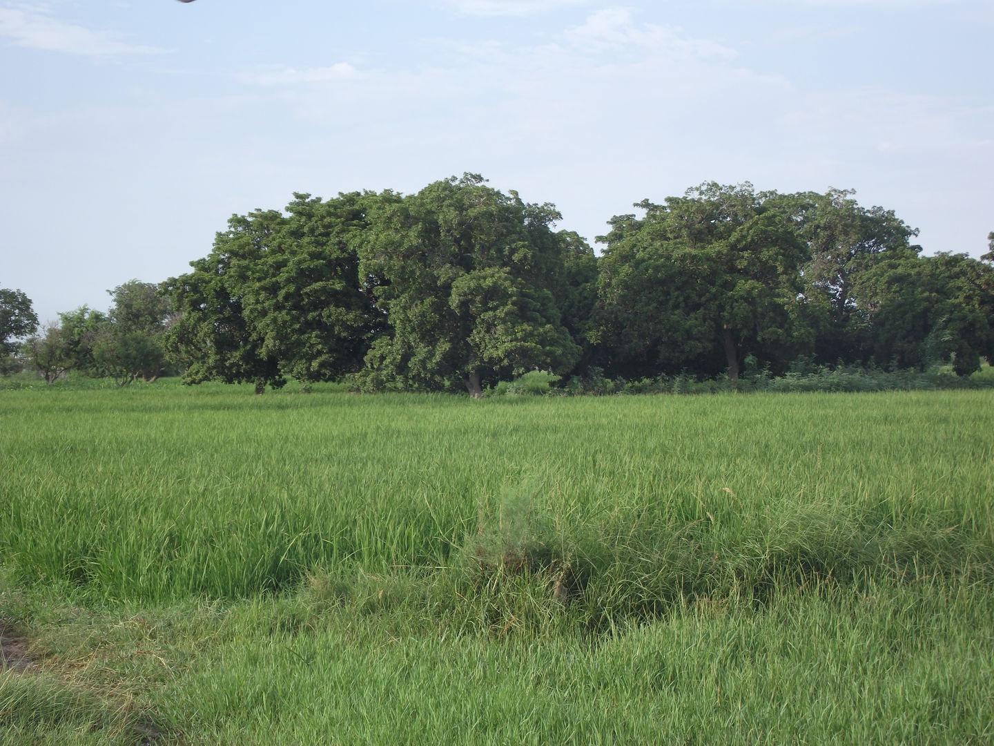 Sanghar District