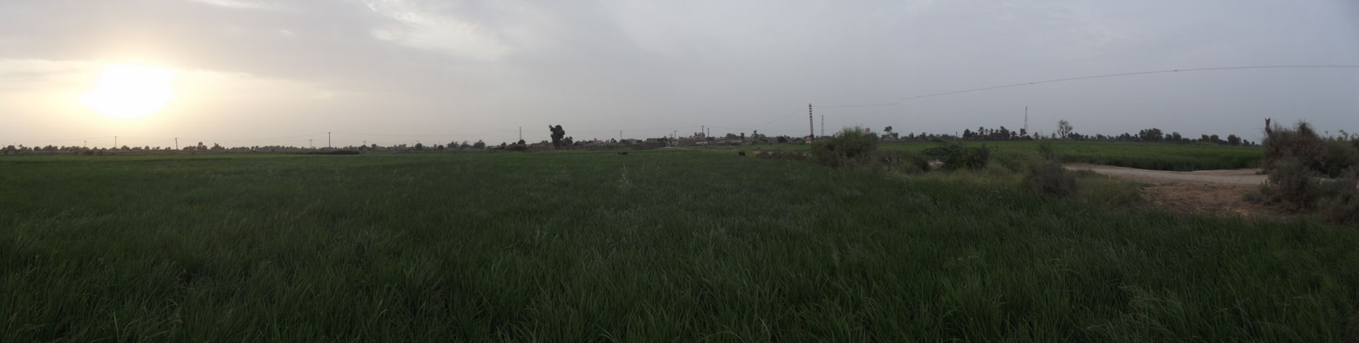 Rice Field in Khadro