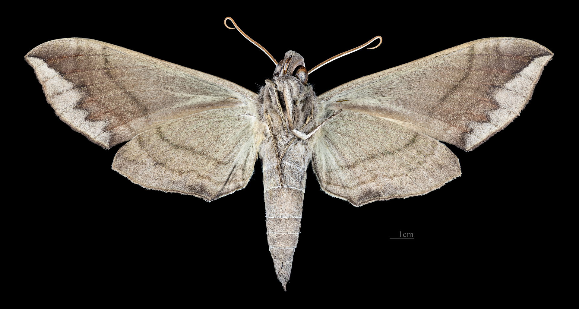 Eumorpha elisa - △ Ventral side
Collection of the Mathematician…