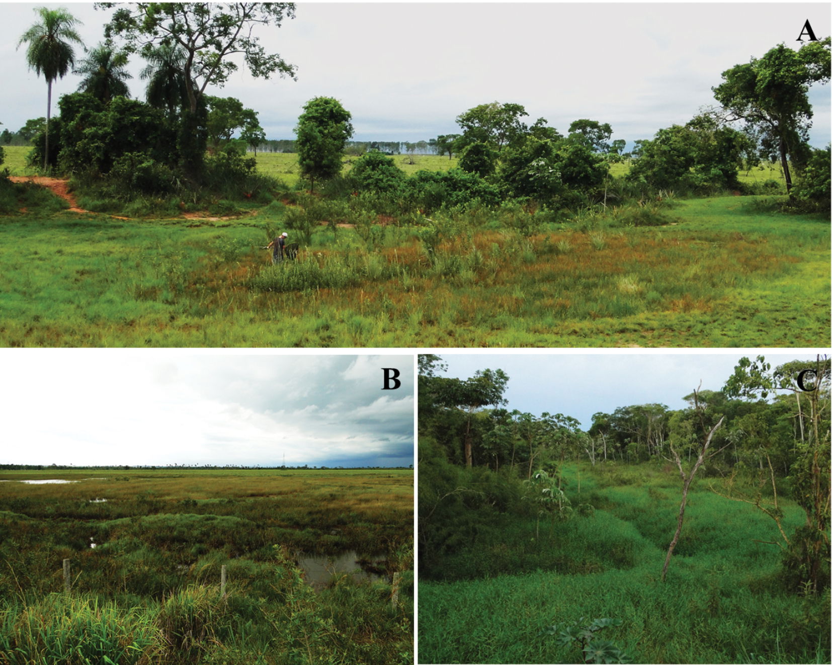Figure 7; Sampling sites of Melanorivulus ivinhemensis sp. n. (…