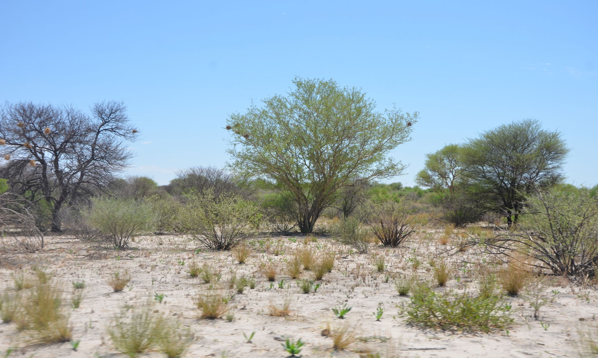 Figure 2 a; Mosaics of Vachellia woodland, mixed with mopane (C…