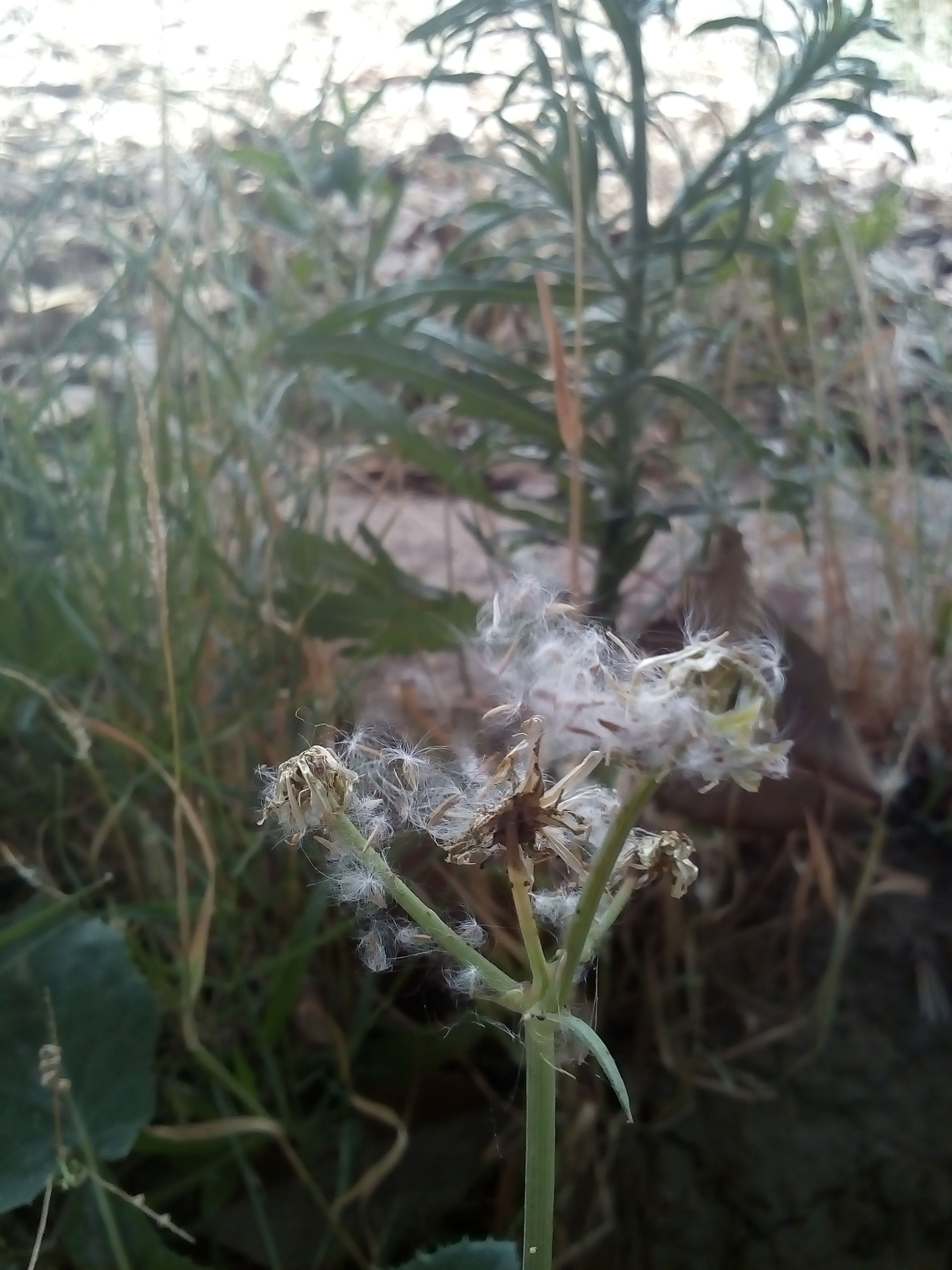 Herb in Shahkot, Punjab, Pakistan