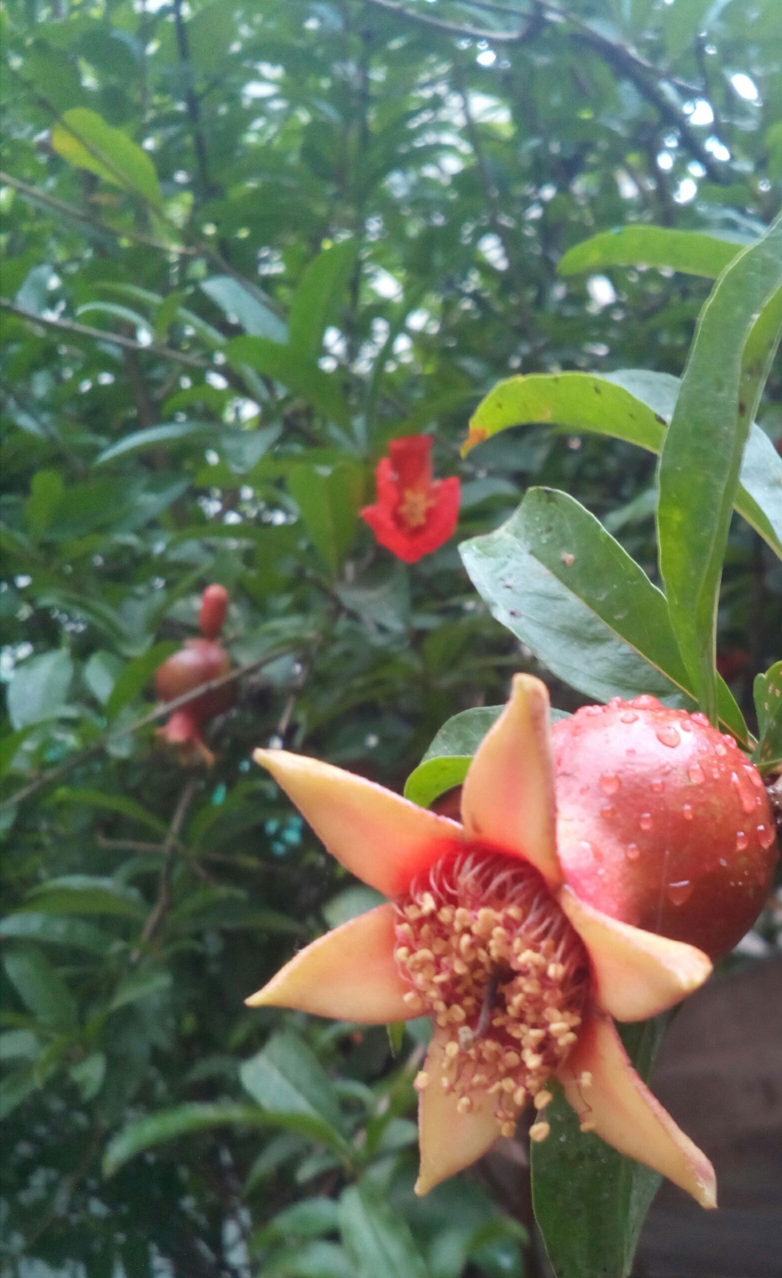 Pomegranate Growing in Shahkot, Punjab, Pakistan