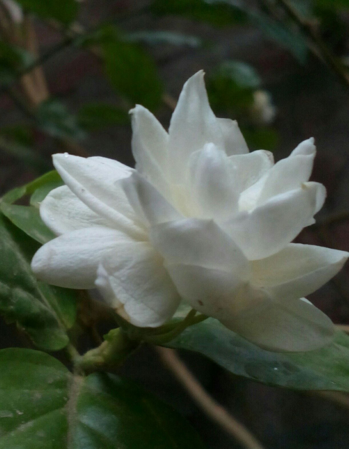 Beautiful Flower in Shahkot, Punjab, Pakistan