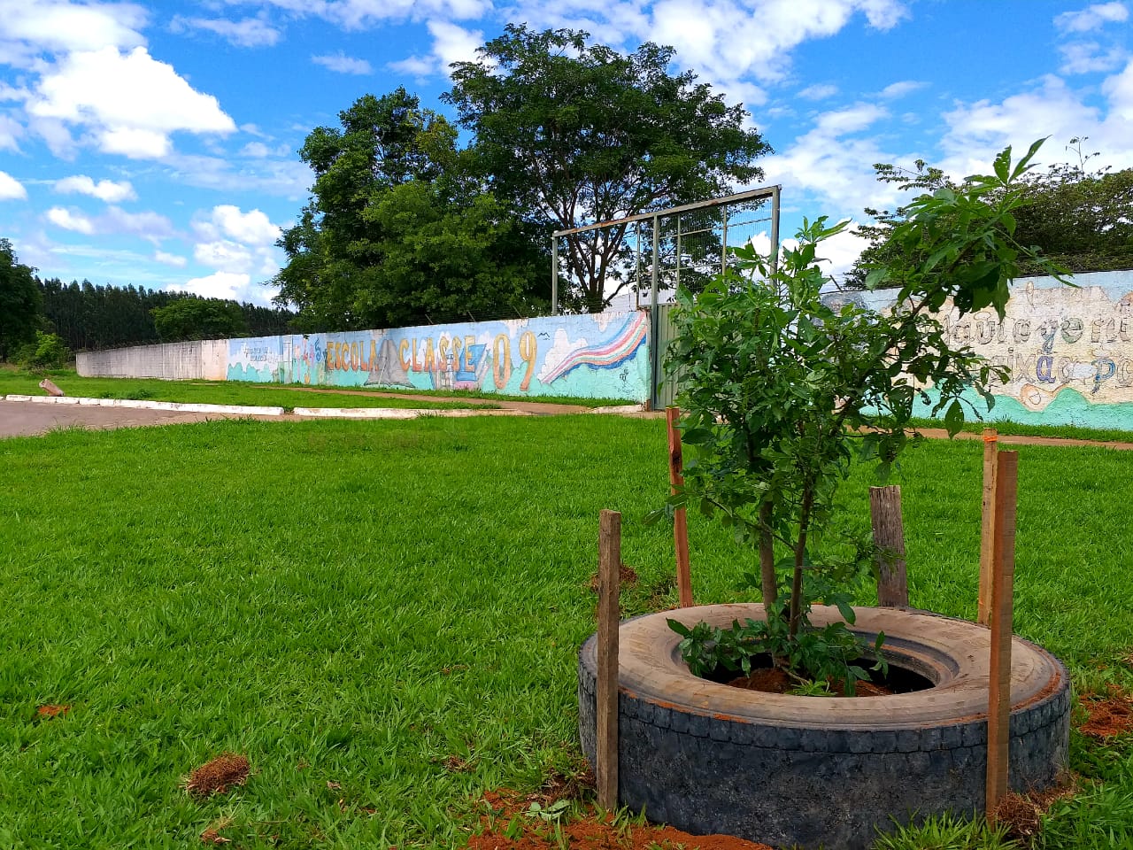 Baobá in front of Escola Classe 9, in Brazlândia, Distrito Fede…
