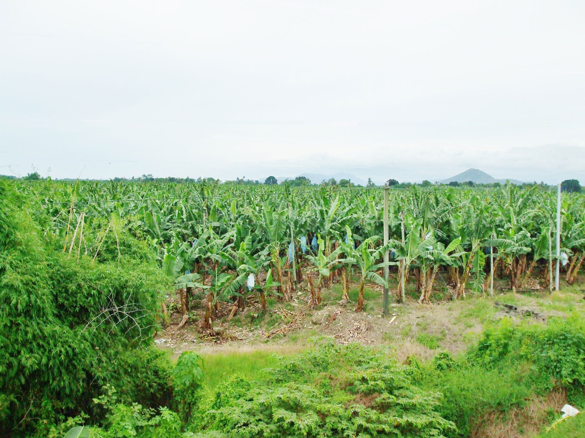 Along road to Kiblawan