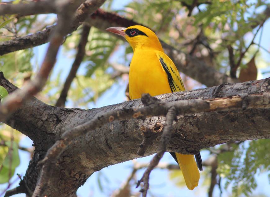 African Golden Oriole at Namwi Island Campsite in Katima Mulilo…