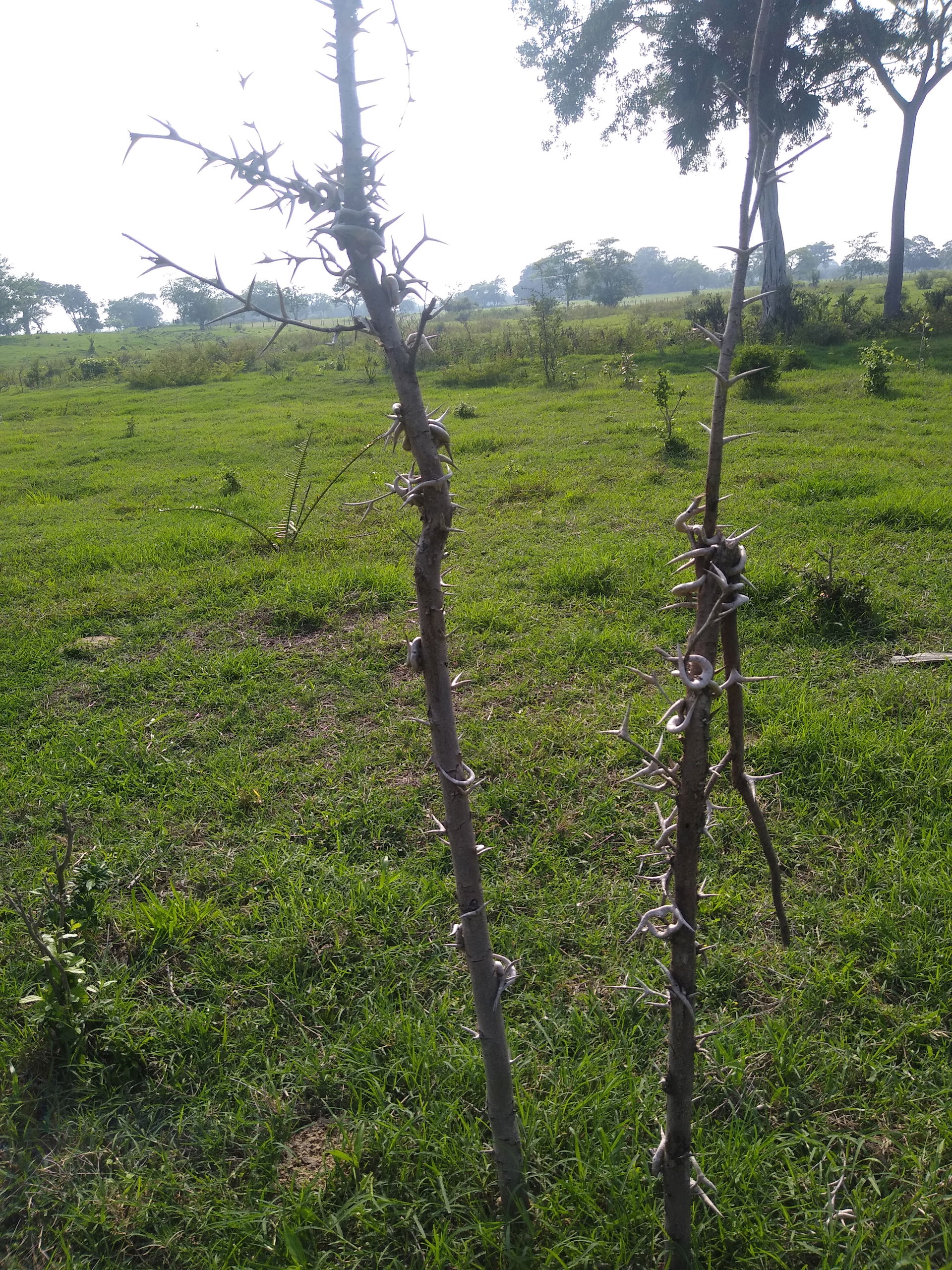 Paseo por Joachín, Tierra Blanca, Veracruz