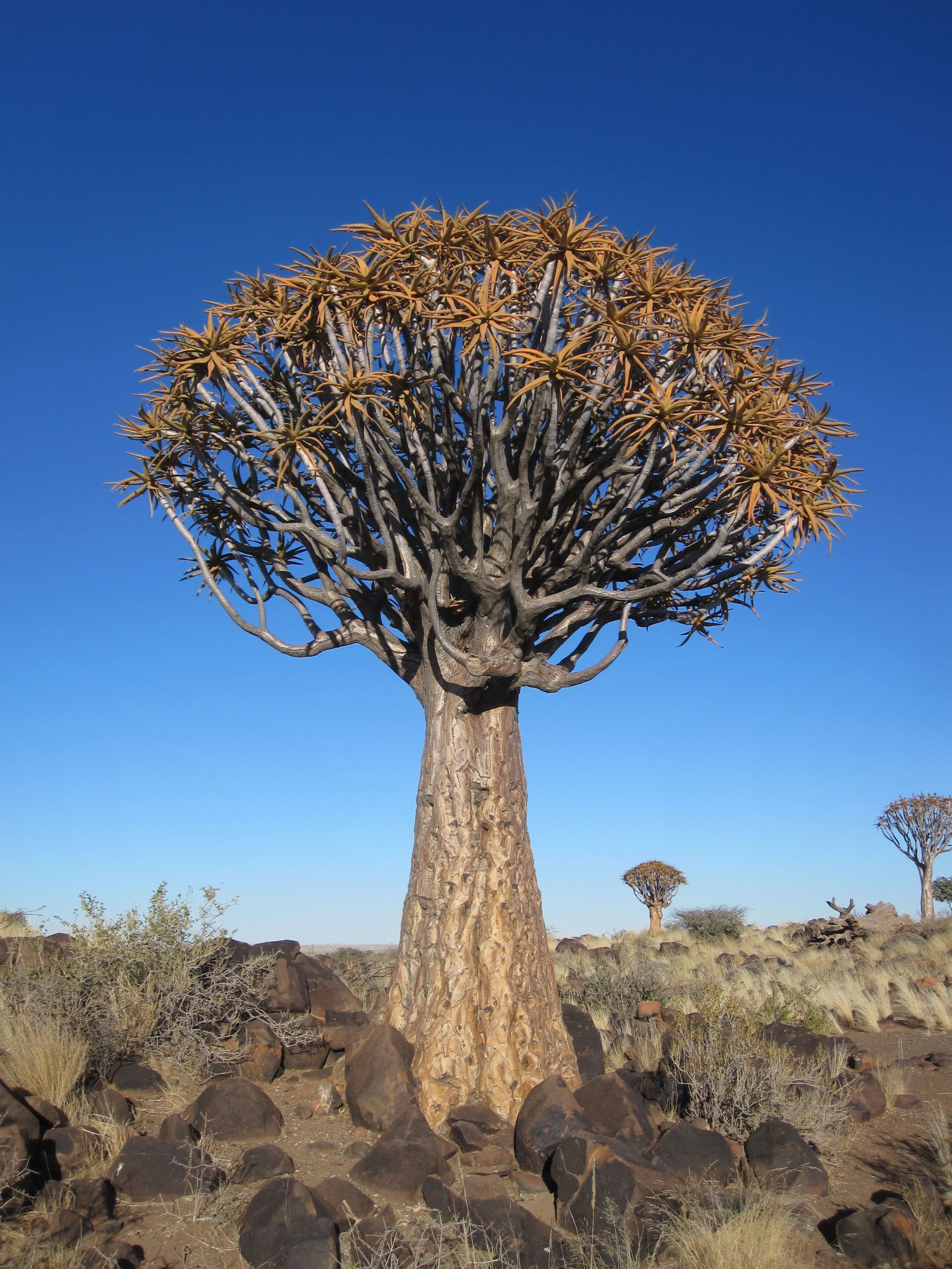 A Quiver tree (also known as Kokerboom) in Keetmanshoop, Namibi…