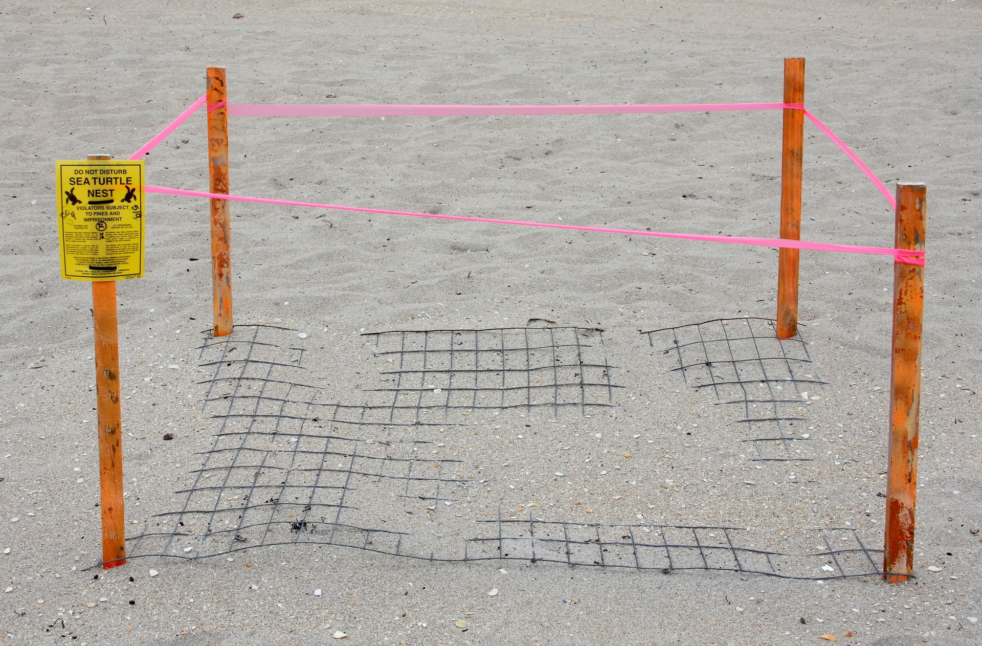A sea turtle nest protected by a metal mesh in Boca Raton, Flor…
