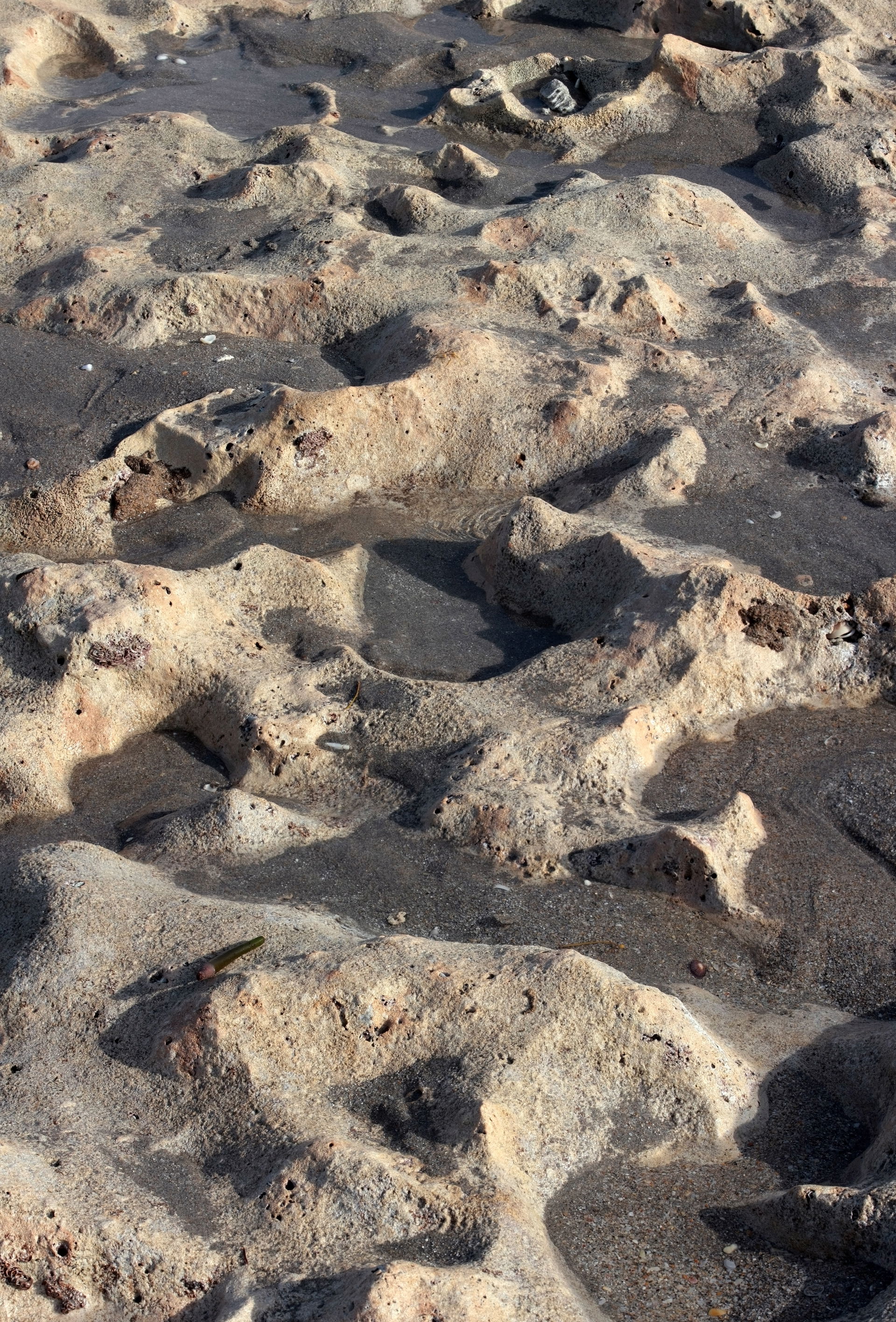 Rocks at Red Reef Park in Boca Raton, Florida. A study in image…
