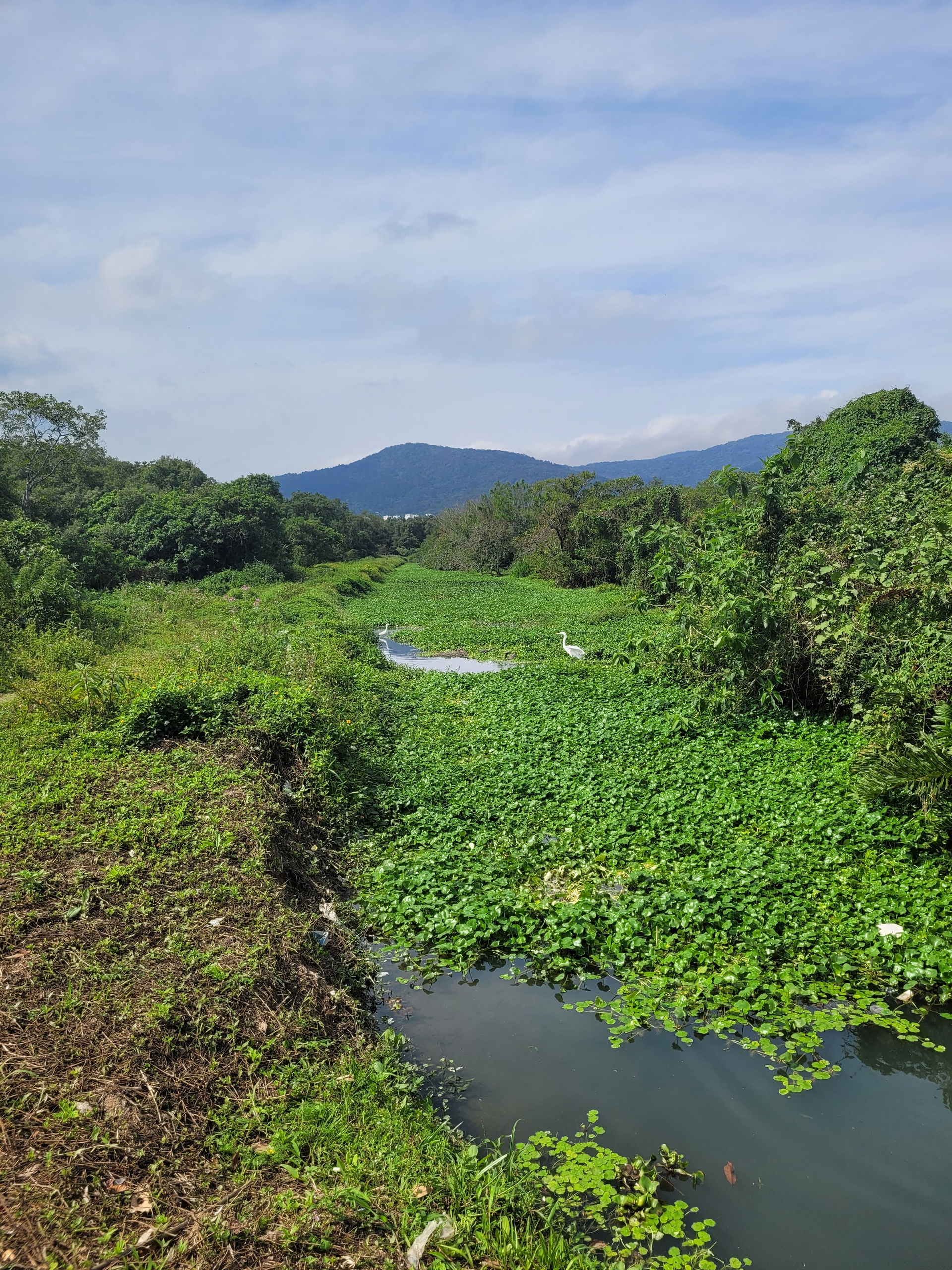 Manguezal do Itacorubi