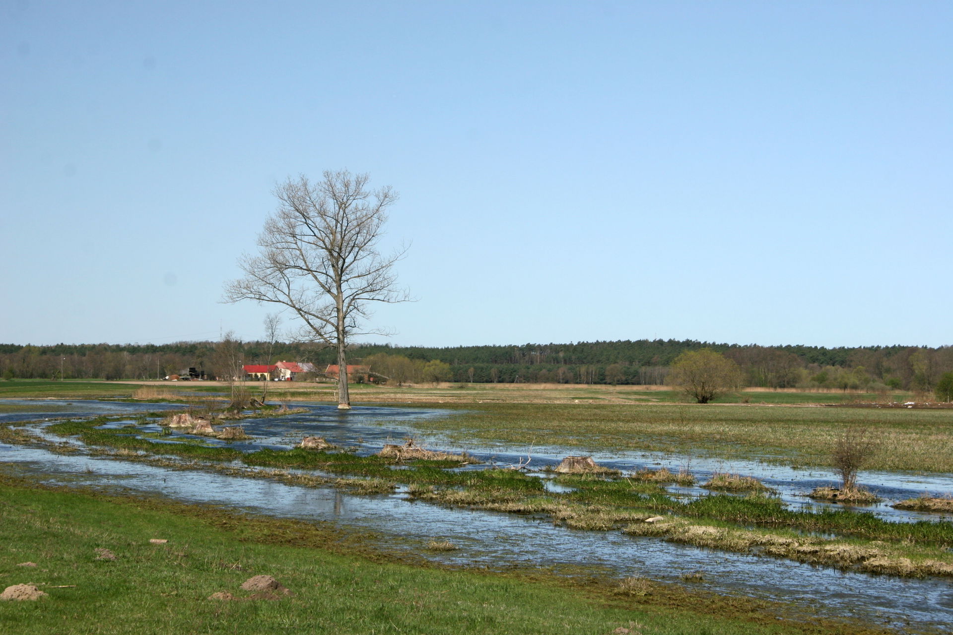 Podmokłe łaki