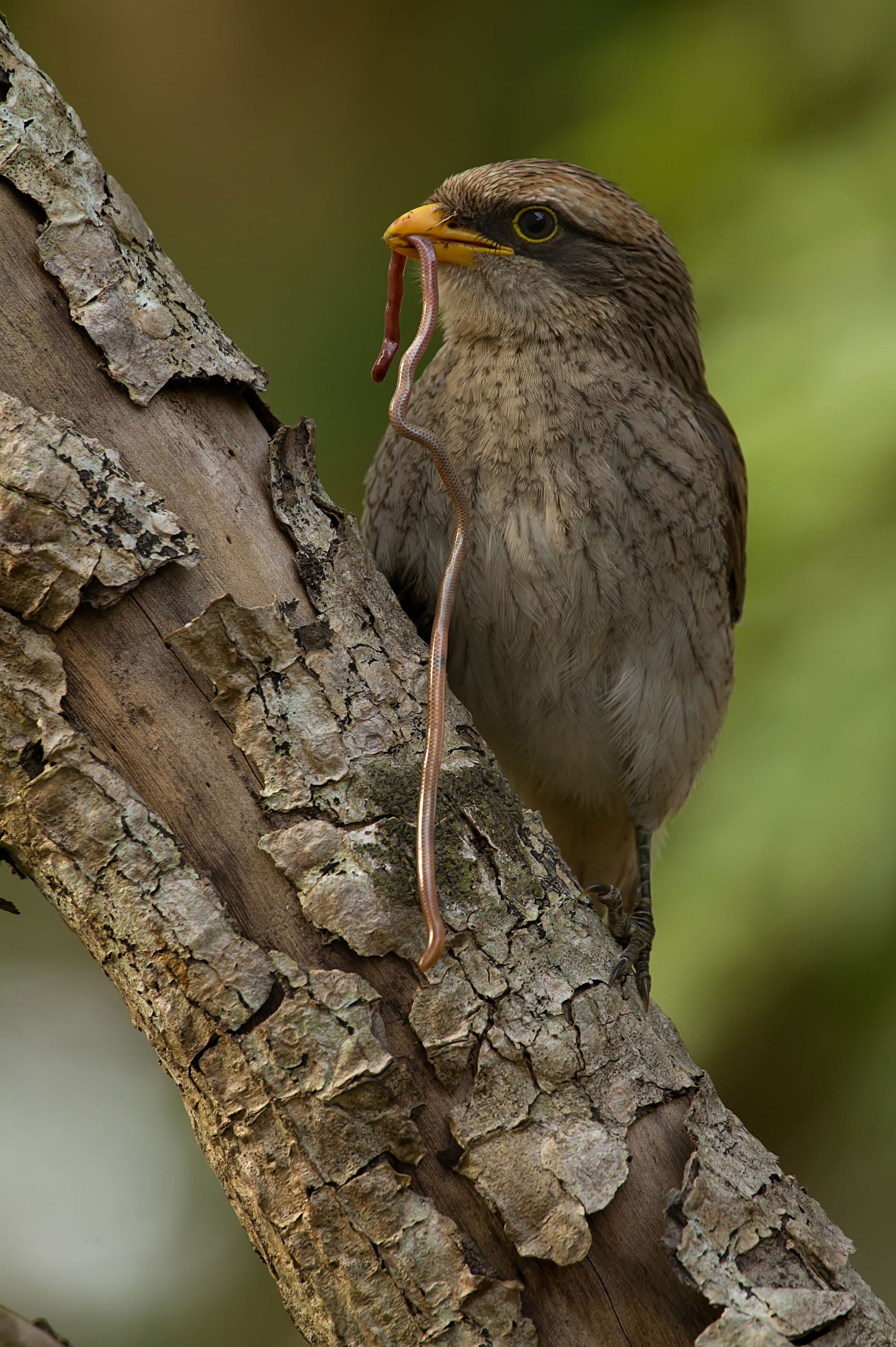 A Yellow-billed Shrike with prey at University of Ghana, Legon,…