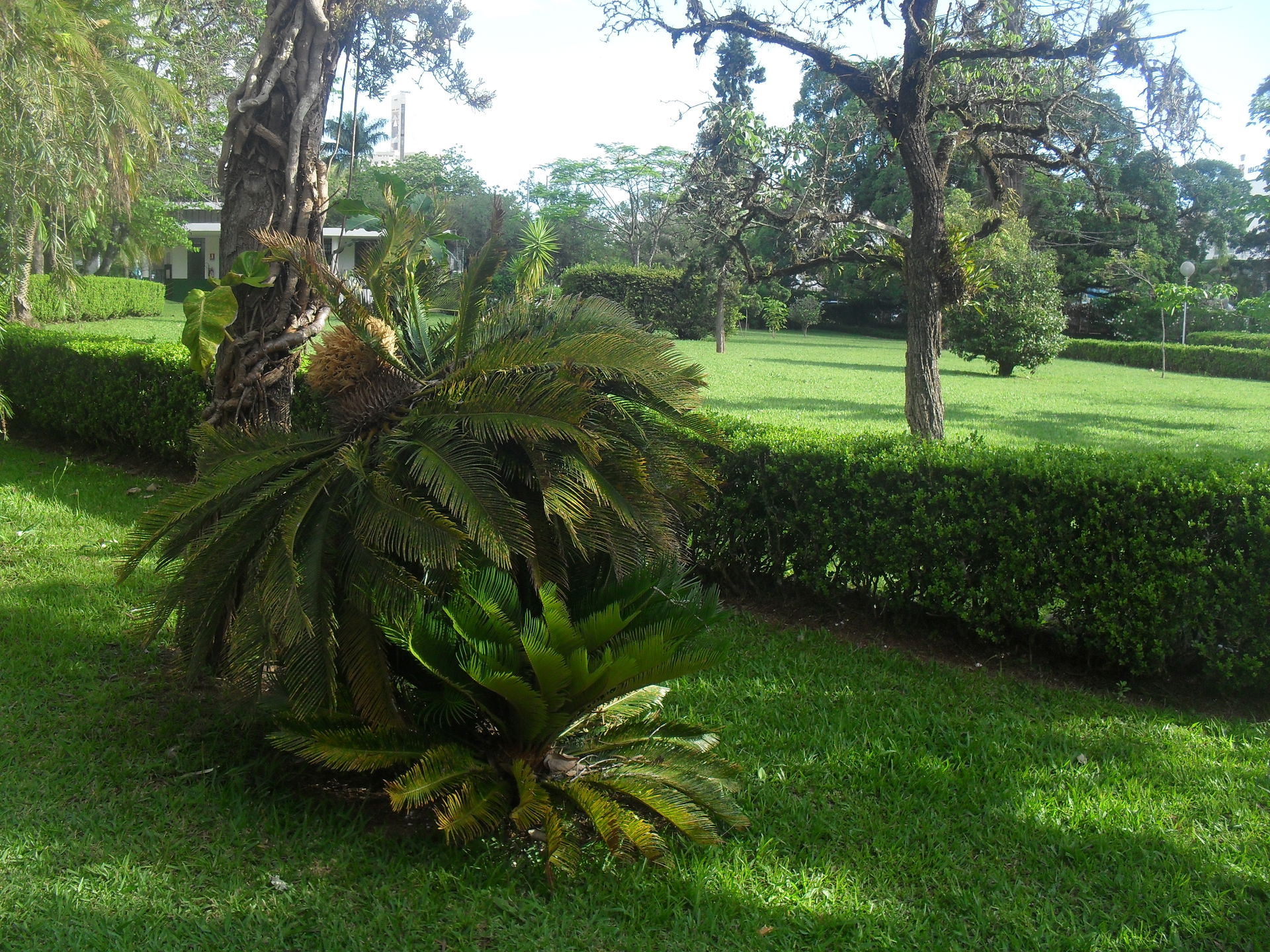 Gardens of the São Lourenço town park
