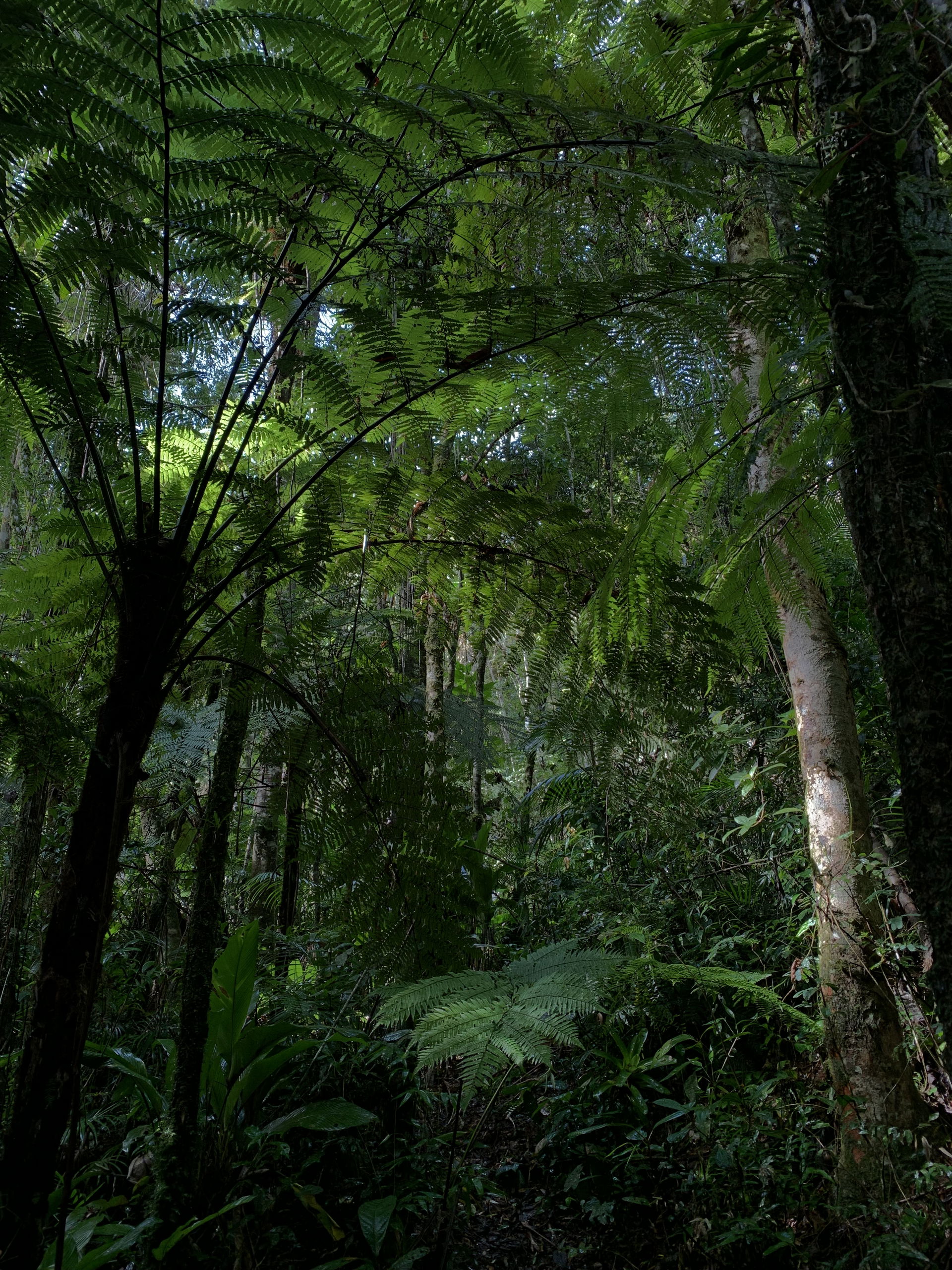 Floresta Nacional de Capão Bonito de nível Federal, localizado …