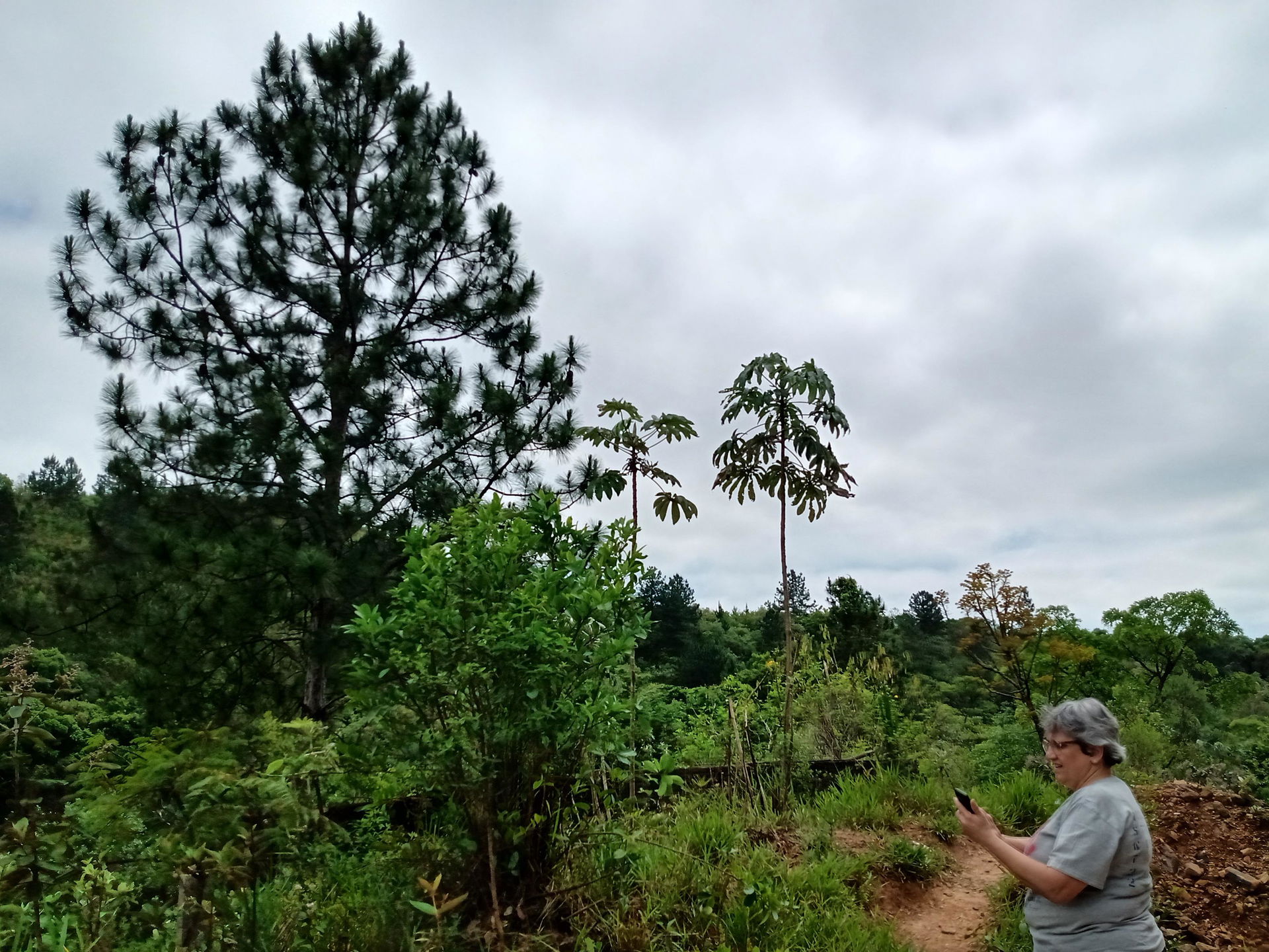 Imagem da vegetação do bairro do Mombaça