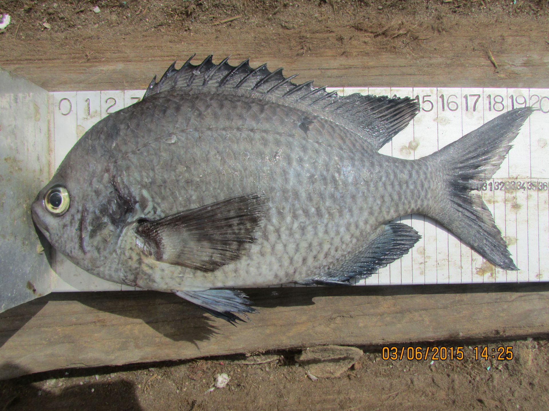 Especie que fue capturada en la zona de pesca "El Loro" a 3 bz.…