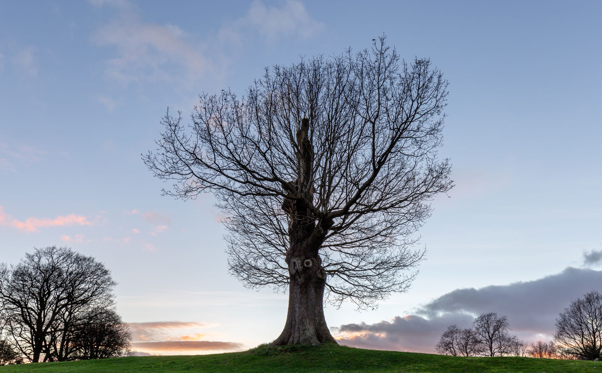A tree on the Bowness Pitch & Putt golf course, Bowness on …